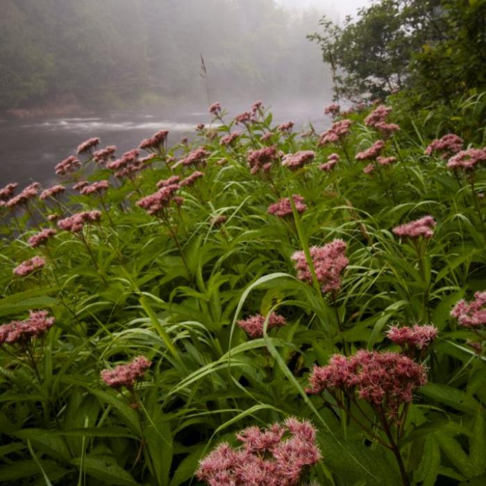 Pink wildflowers line the river.