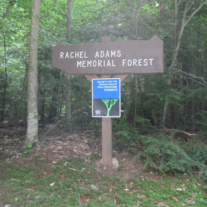 Rachel Adams Memorial Forest