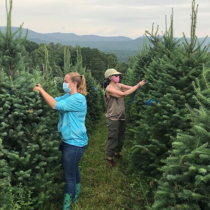 Two woman mark growing Christmas trees in the middle of an evergreen row.