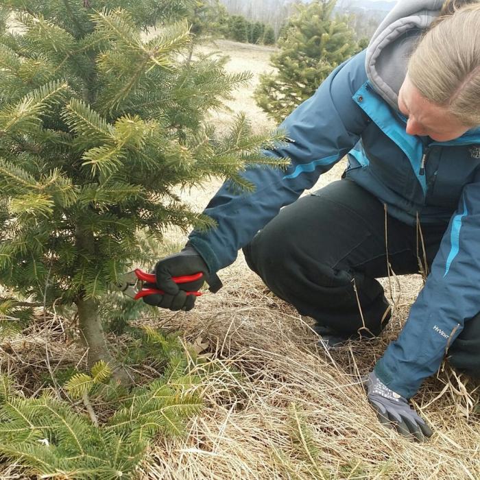 A woman crouches below a spruce tree to trim it.