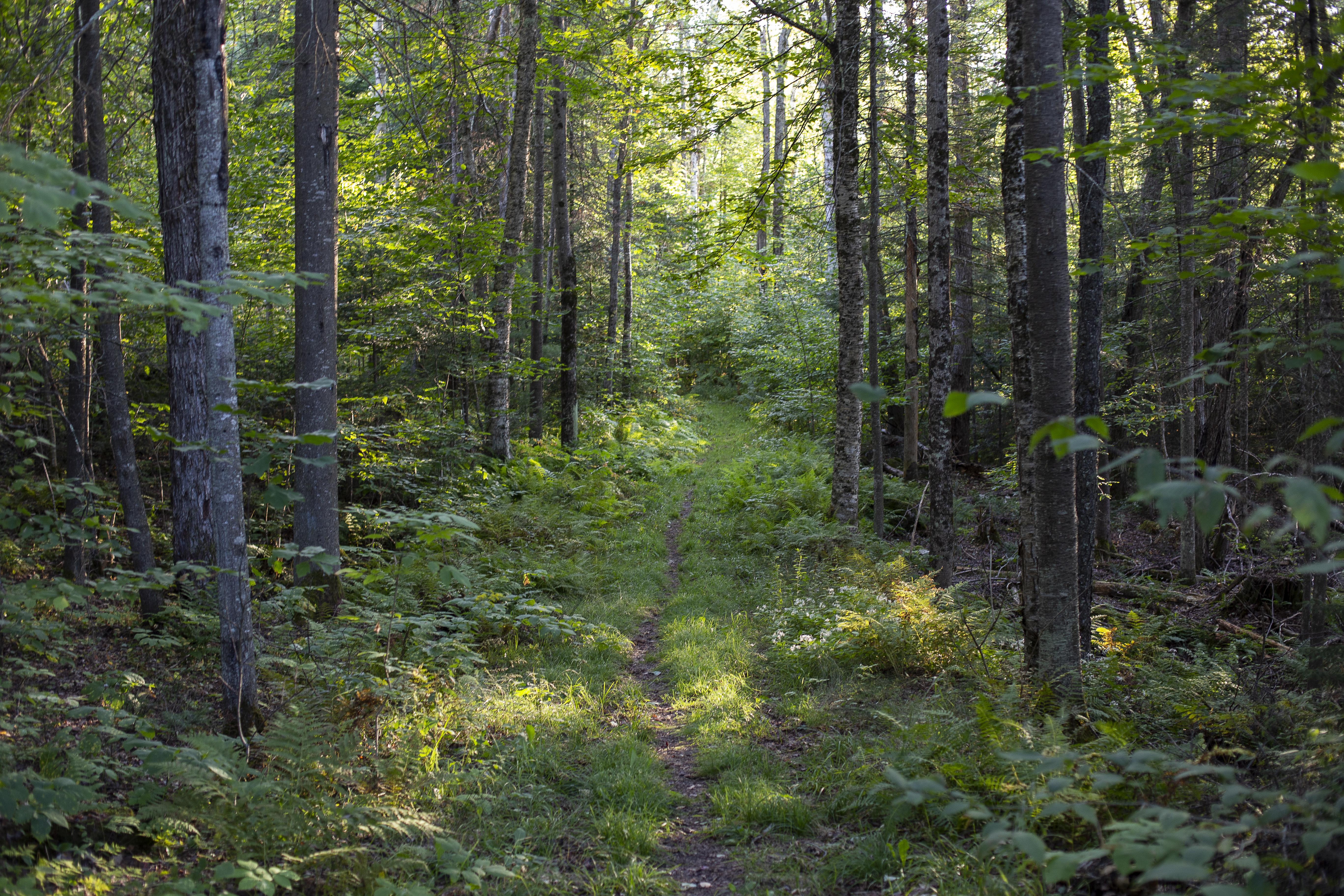 A view into the green and lush woods on a trail at The Rocks.