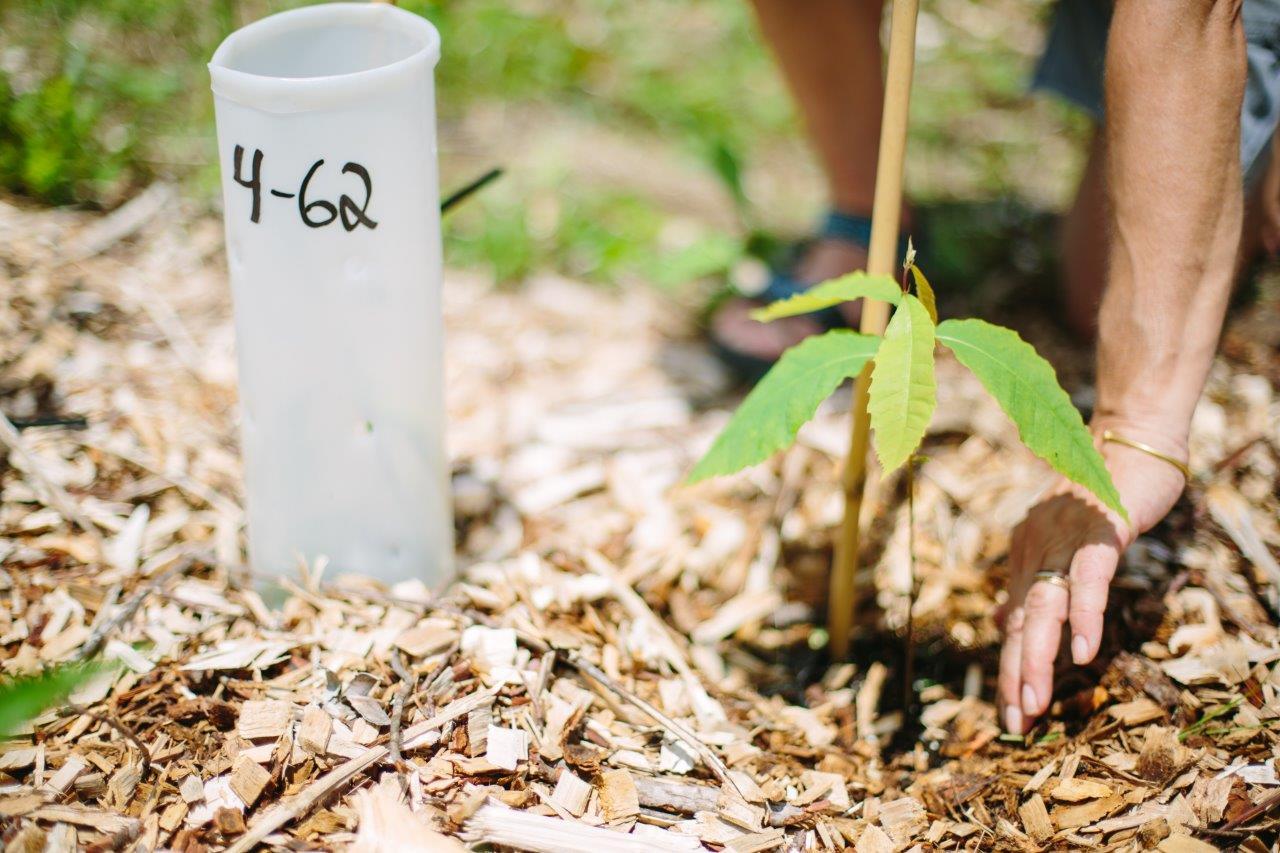 A chestnut seedling in summer 2019.