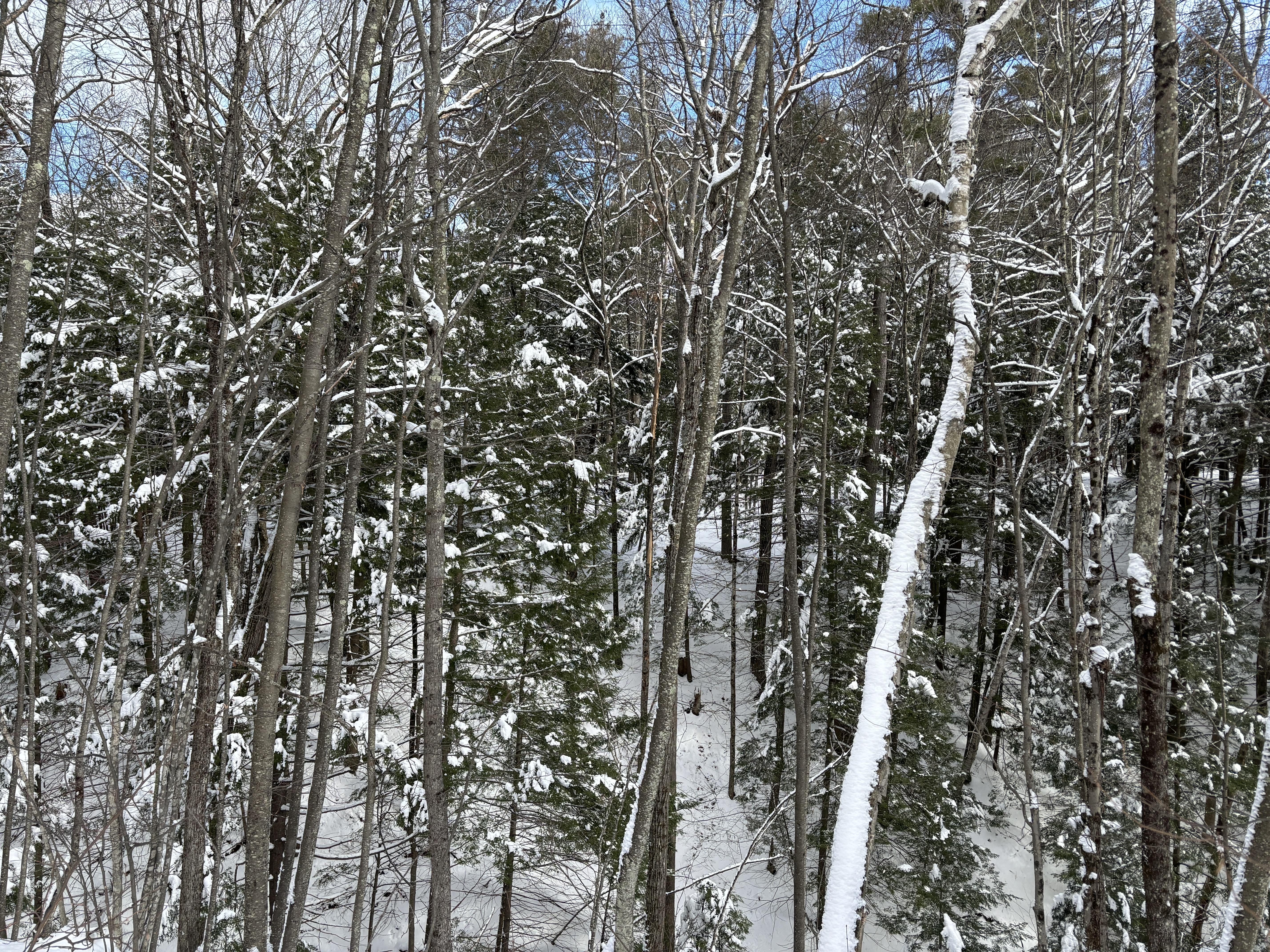 The forest outside the Conservation Center in winter.