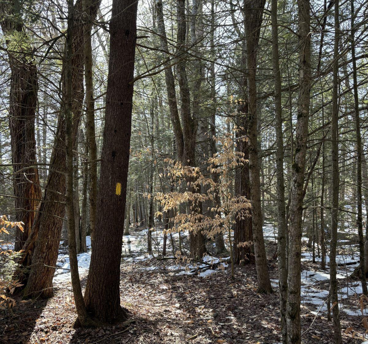 Looking into the woods, with only a bit of snow, at Heald Tract.