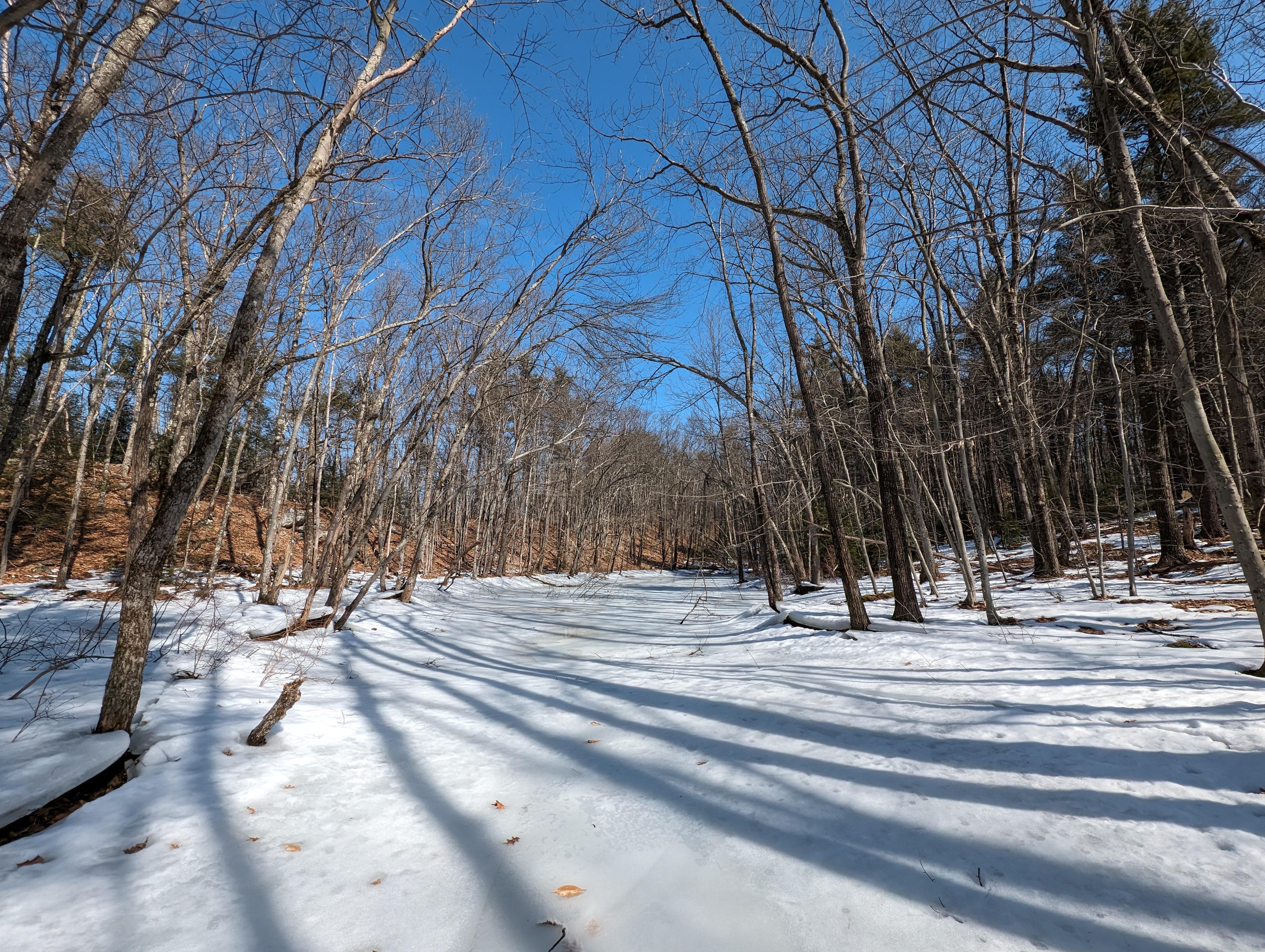 The vernal pool at the end of February