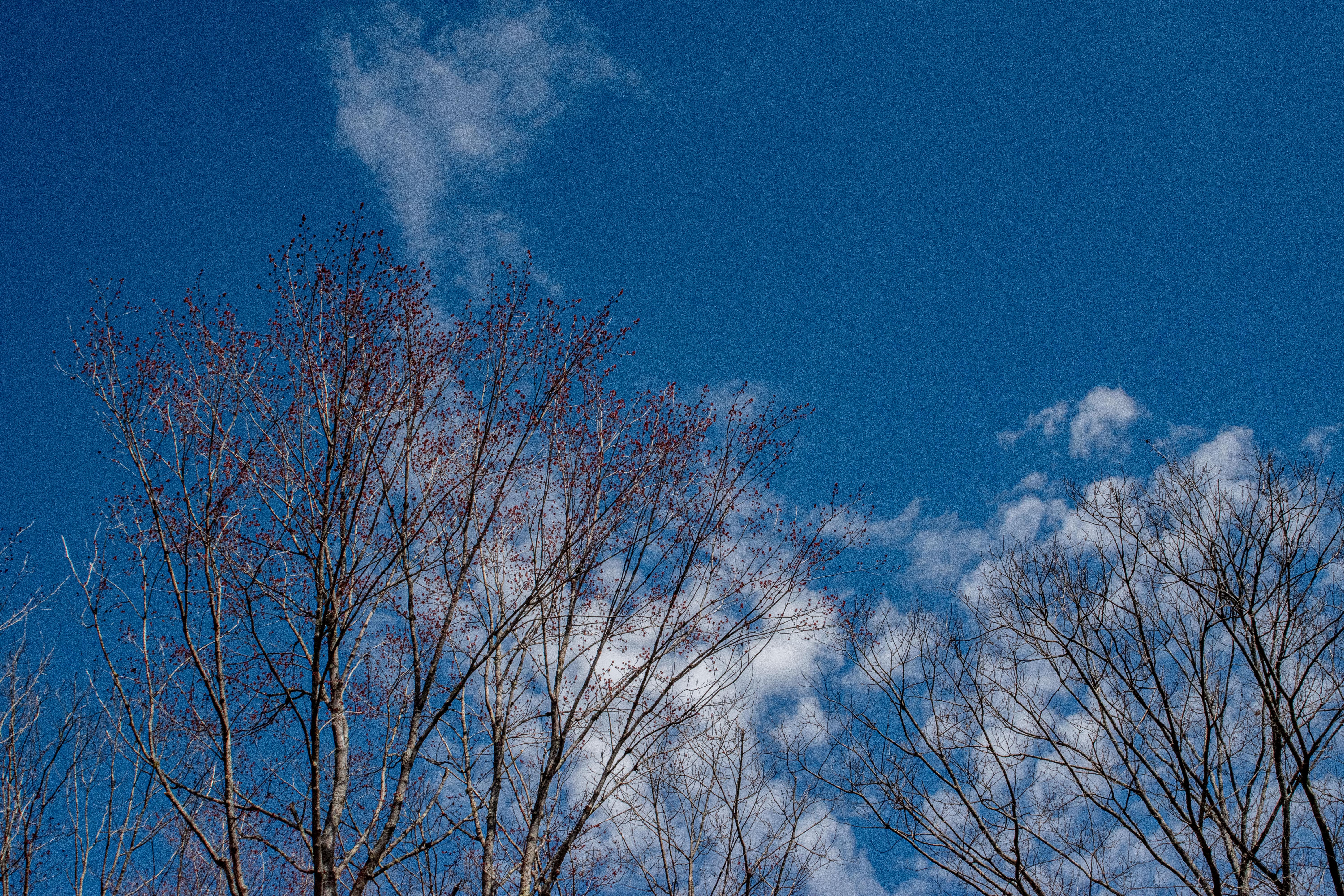 Red blossoms appear on tree tips against blue sky in spring.