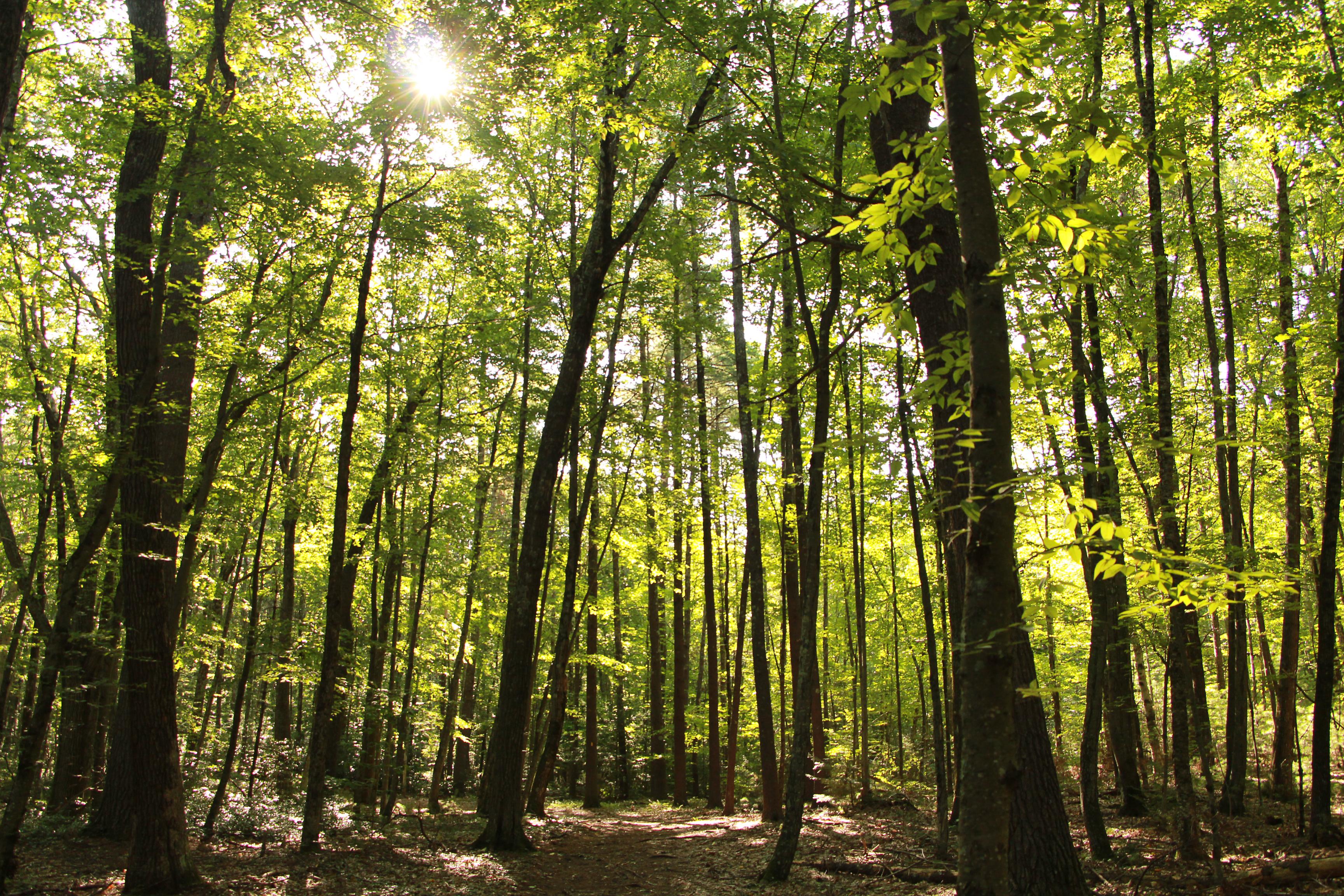 A forest of trees on a sunny summer day 