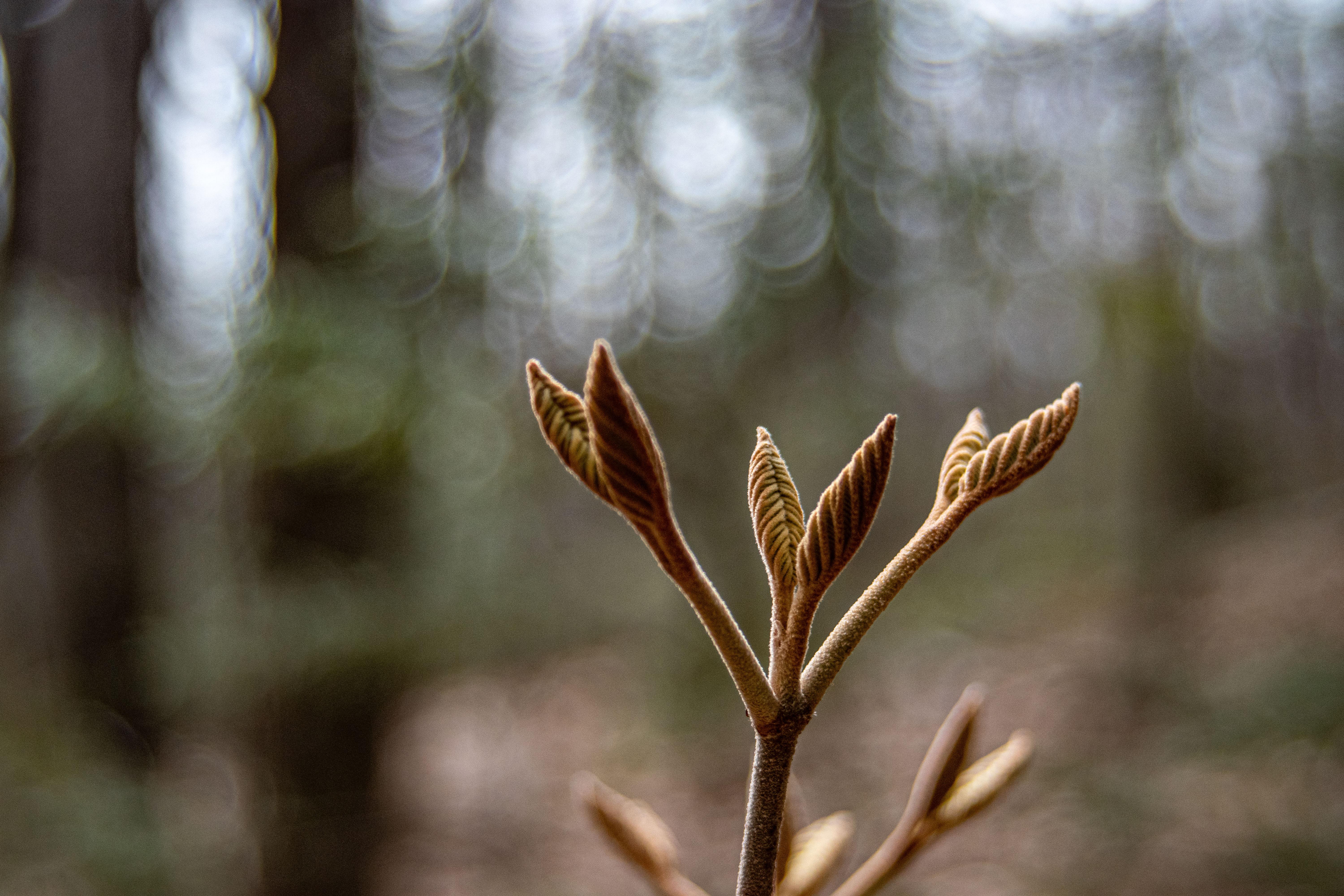 A spring bud at Mt Major.