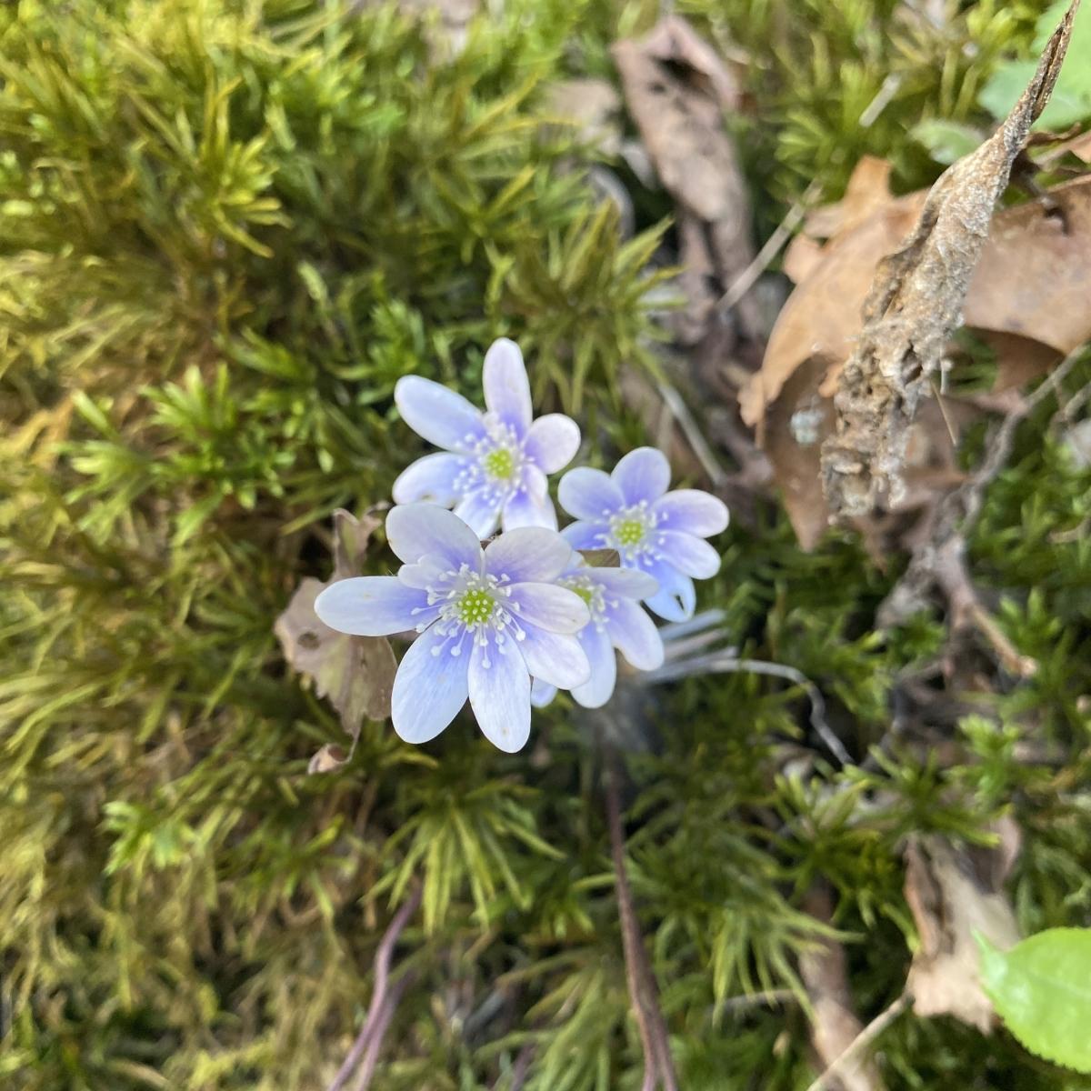 Hepatica blooms on the forest floor.