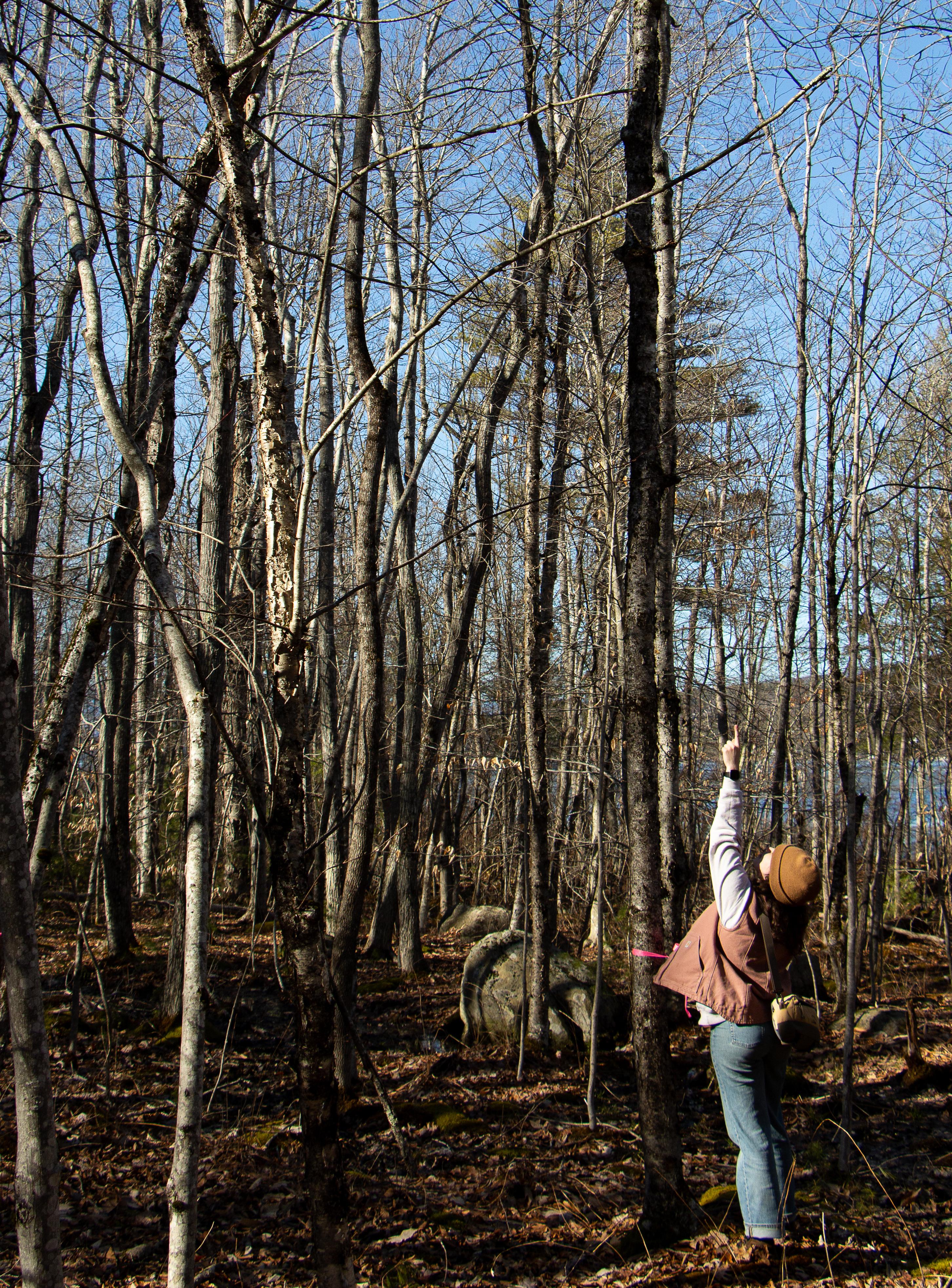 A young woman stands next to a tree, pointing up into the branches 