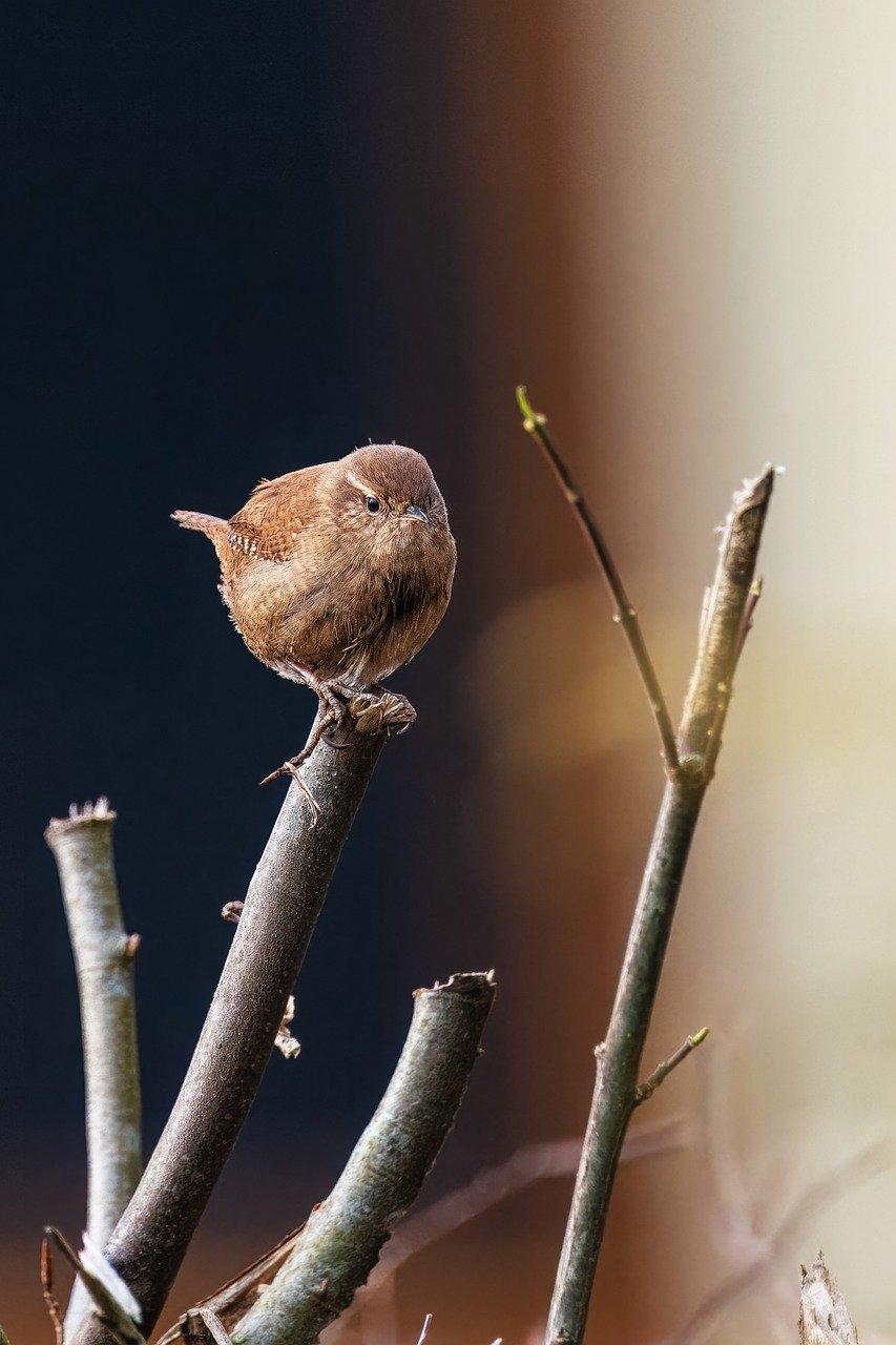 A wren on a branch.