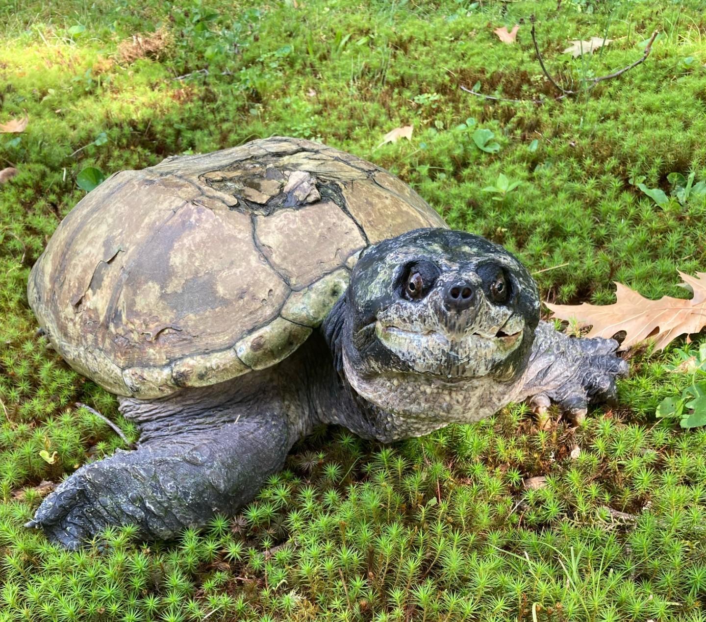 Fire Chief the snapping turtle seems to be smiling up at the camera.