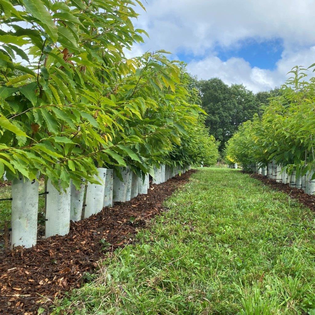 neat rows of green American Chestnut tree seedlings with white rodent collars in experimental orchard