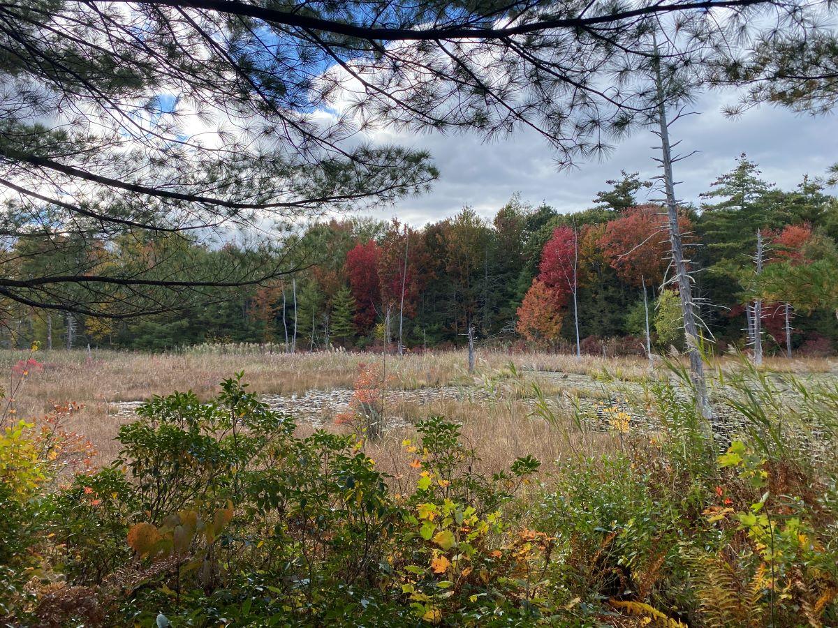 Fall colors at the beaver pond at Monson.