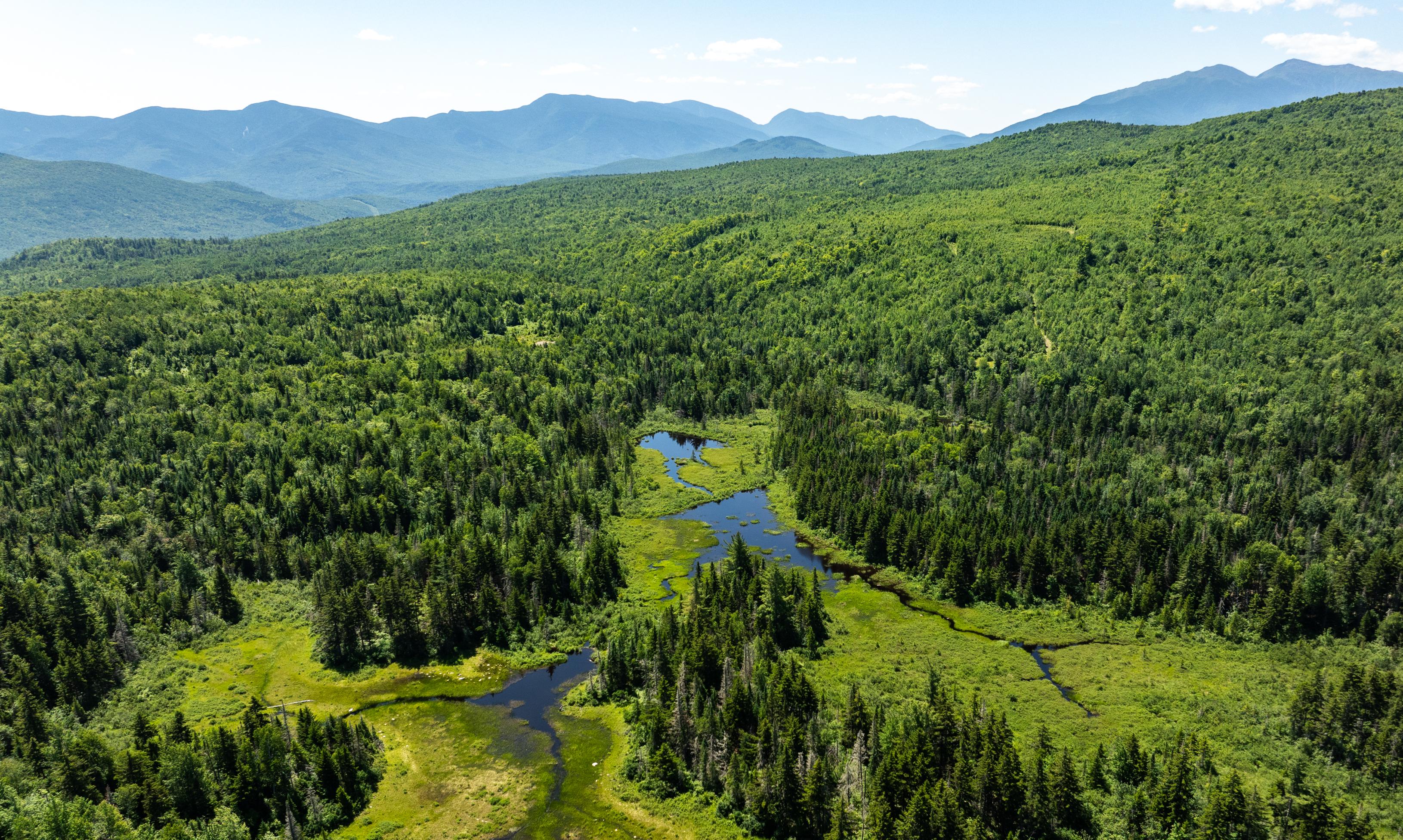 A bird's-eye view from above of Cascade Hill Forest in summer.