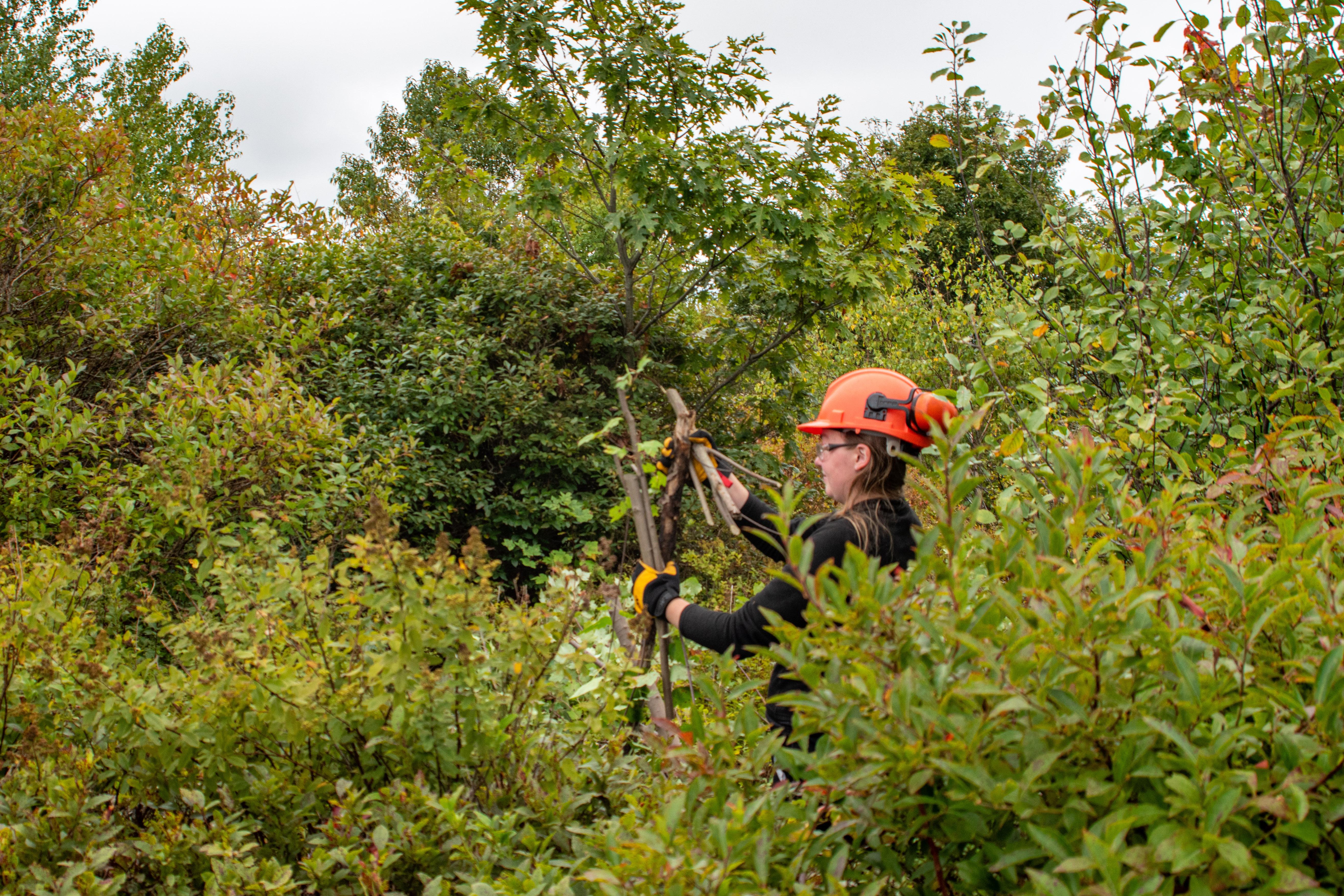 A volunteer cuts brush back on Monadnock.