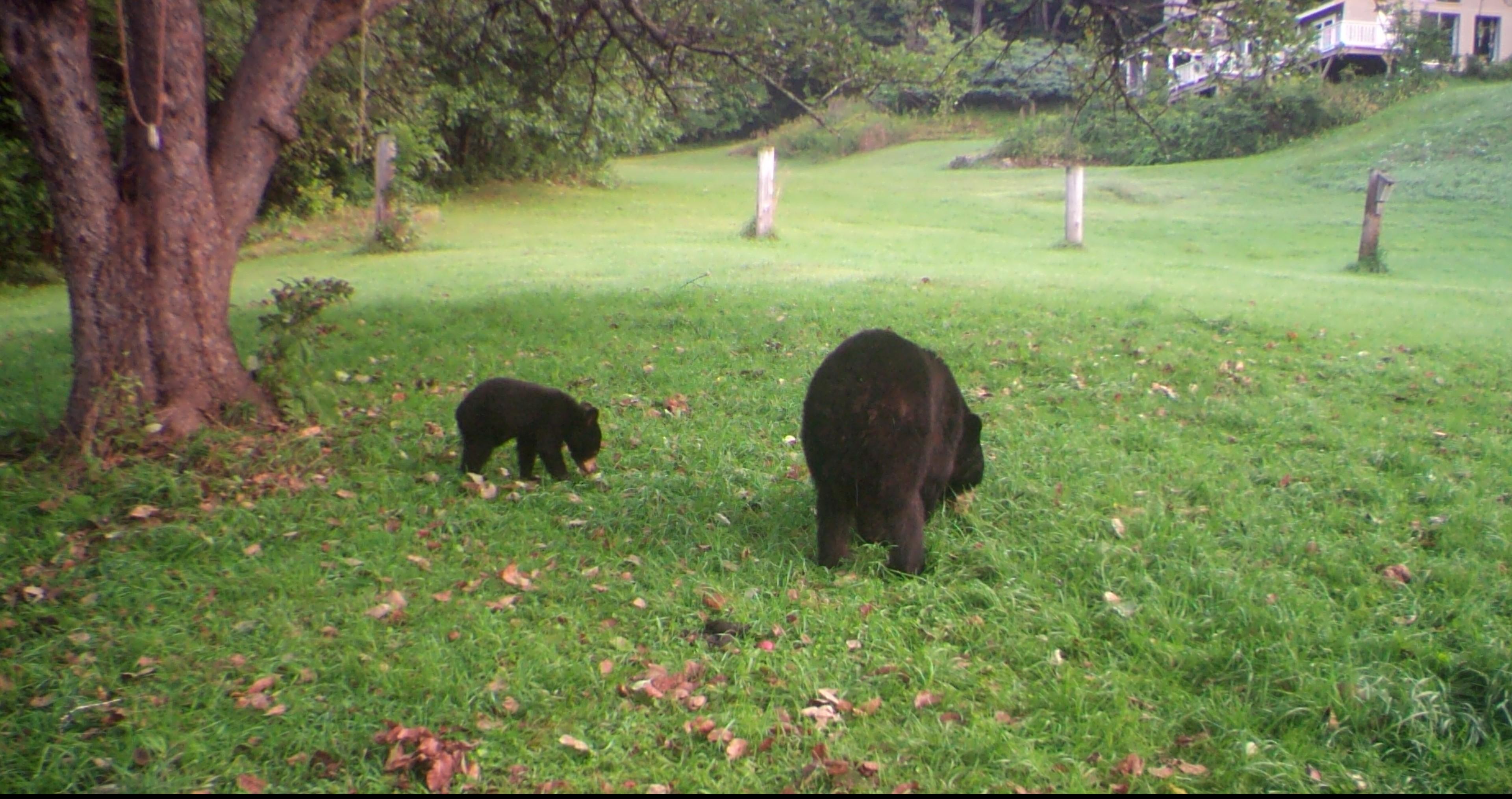 A bear and cub look for apples.