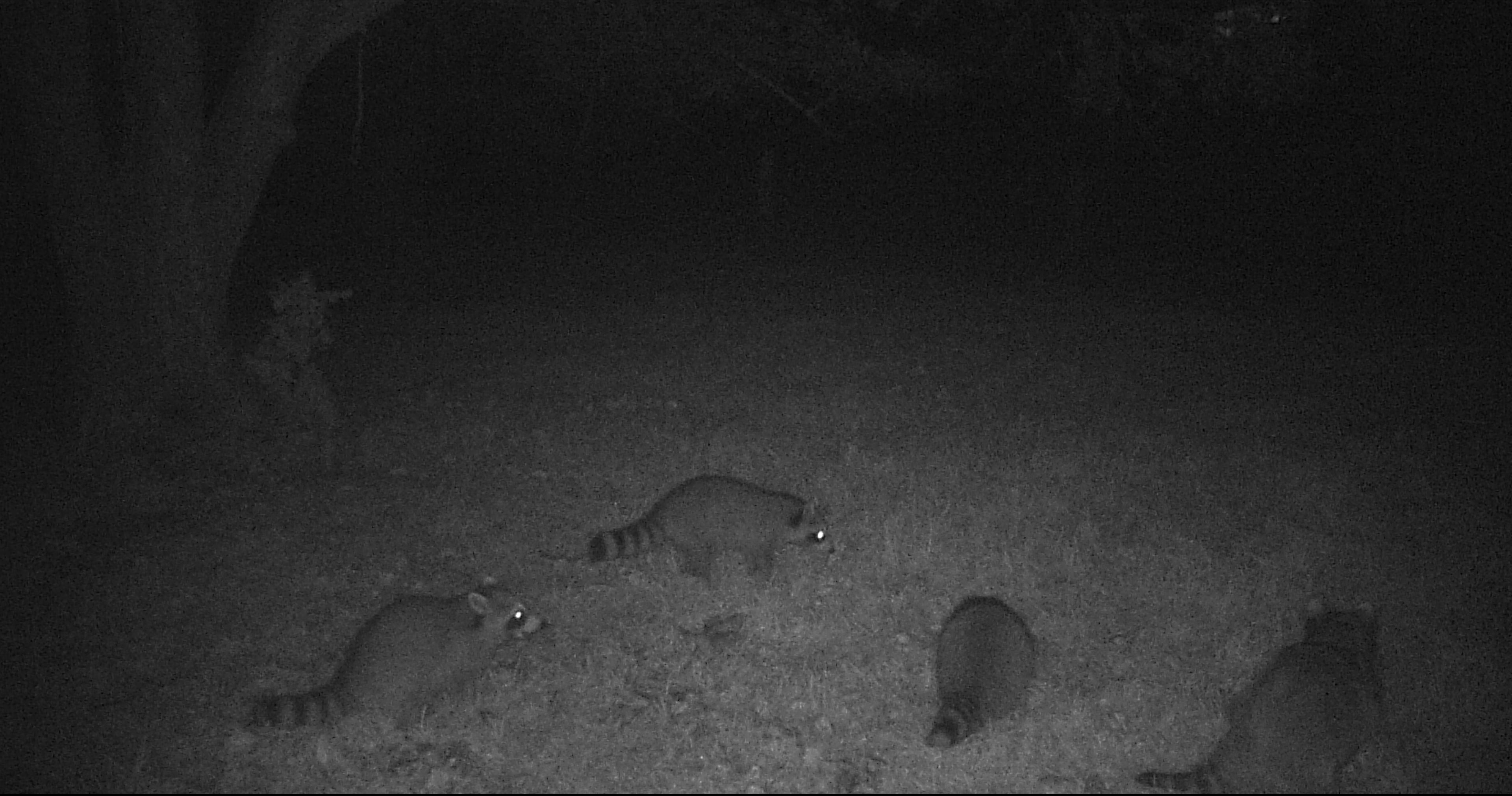 Racoons seen on a wildlife camera at night.