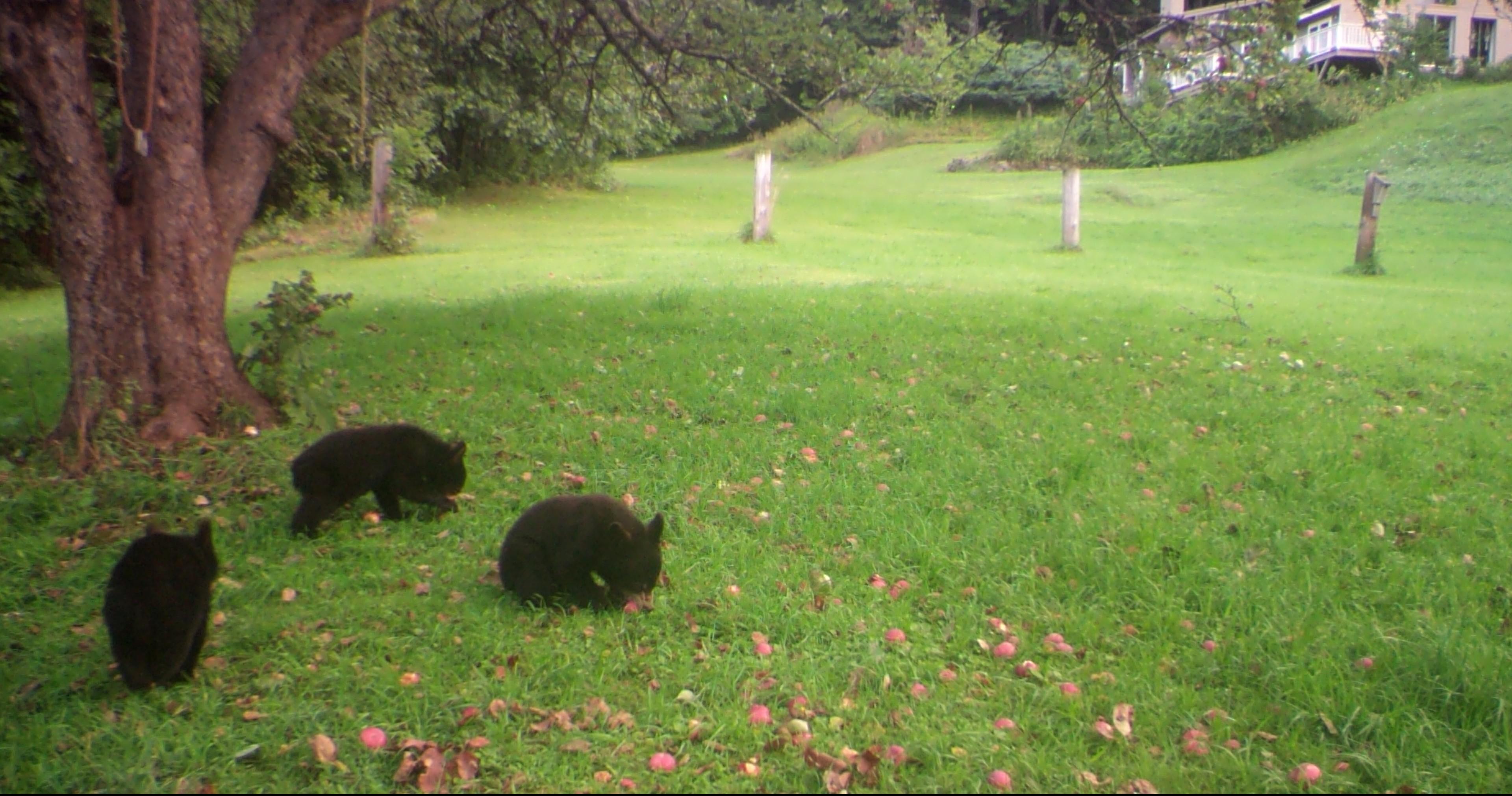 Triplet bear cubs caught on camera.