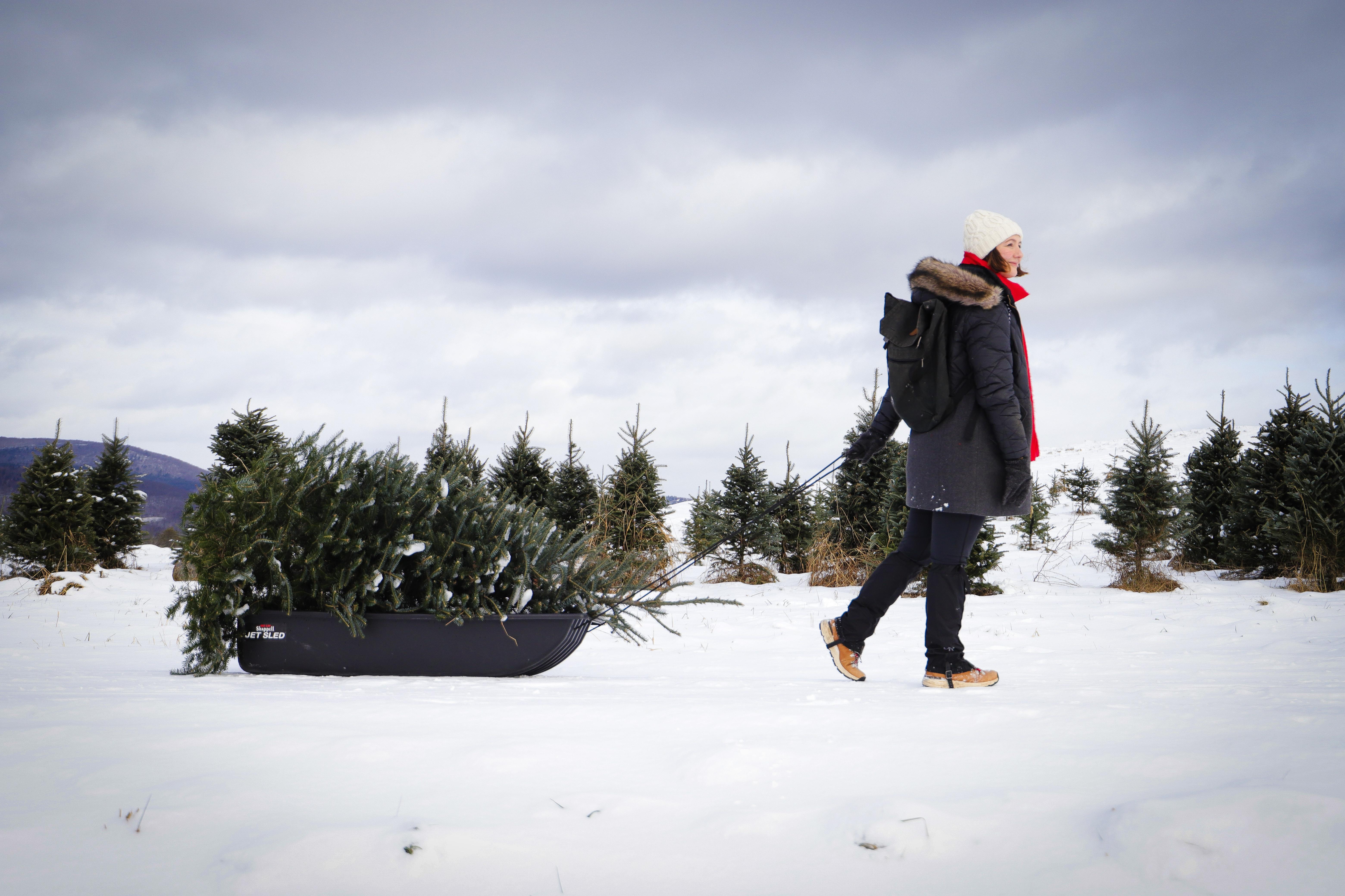 A woman pulls a Christmas tree through snow covered fields.