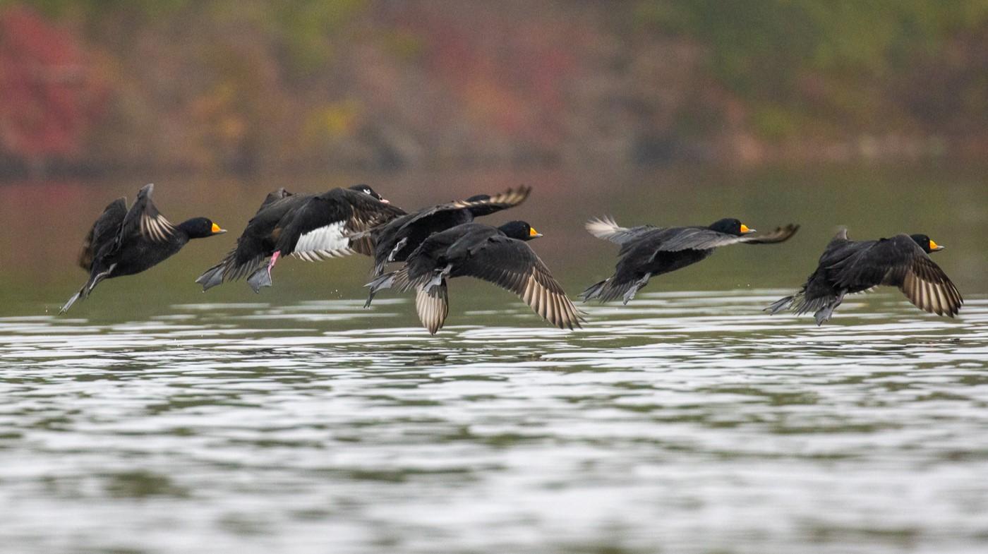 Scoters on Perch Pond.