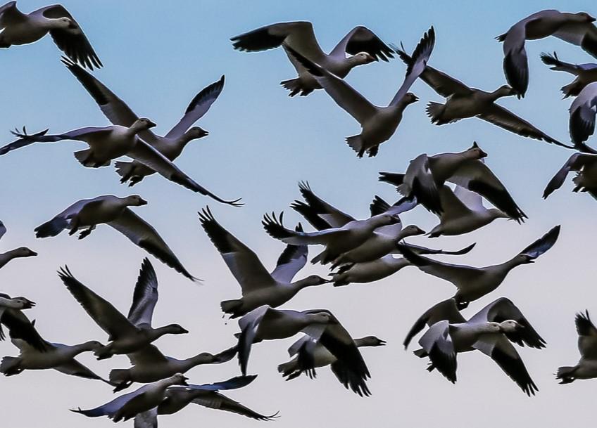 Snow geese fly in the sky.