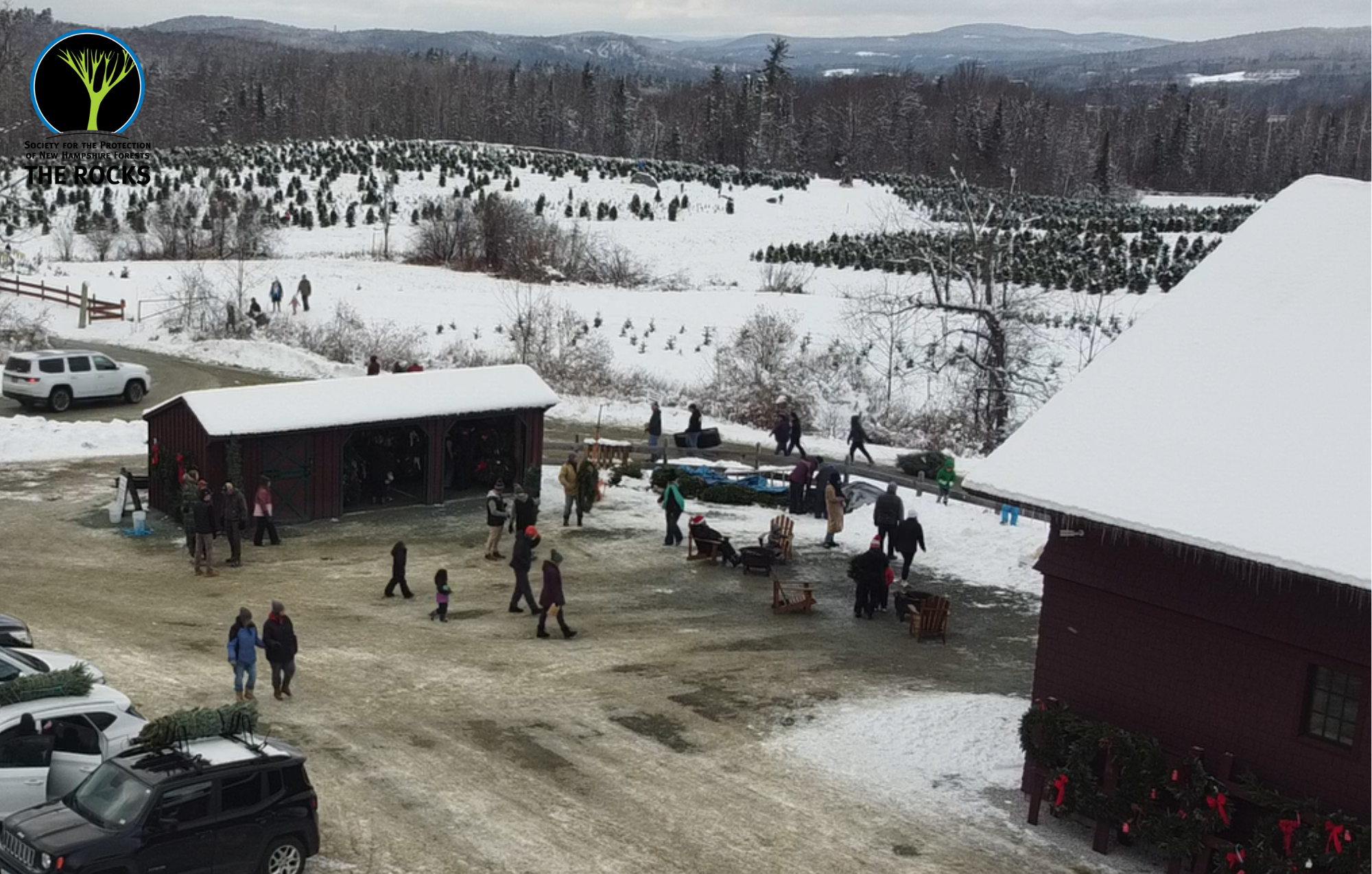 People gather at The Rocks to pick out Christmas trees.