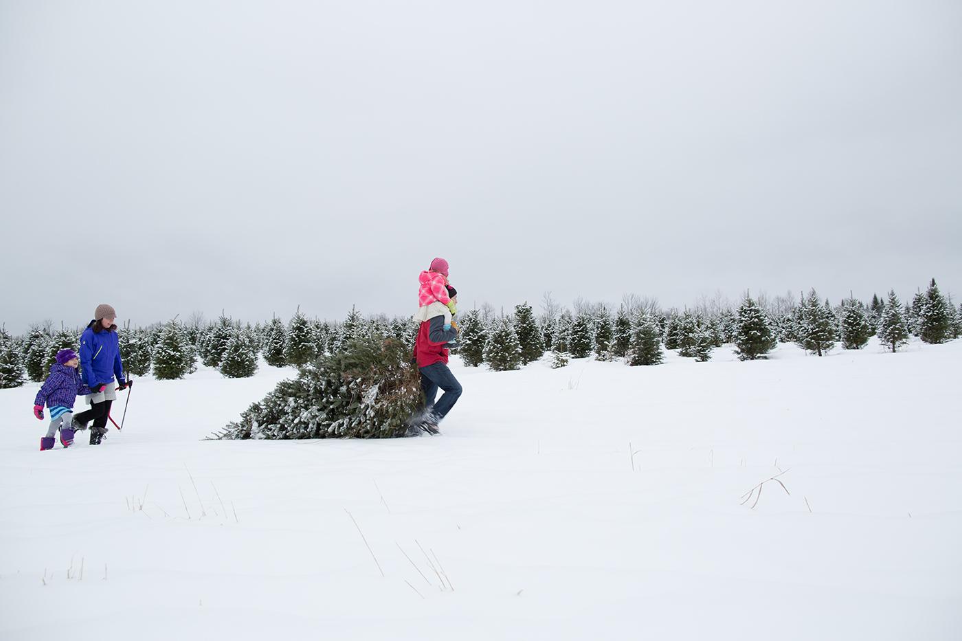 A family drags a freshly cut Christmas Tree out of the fields