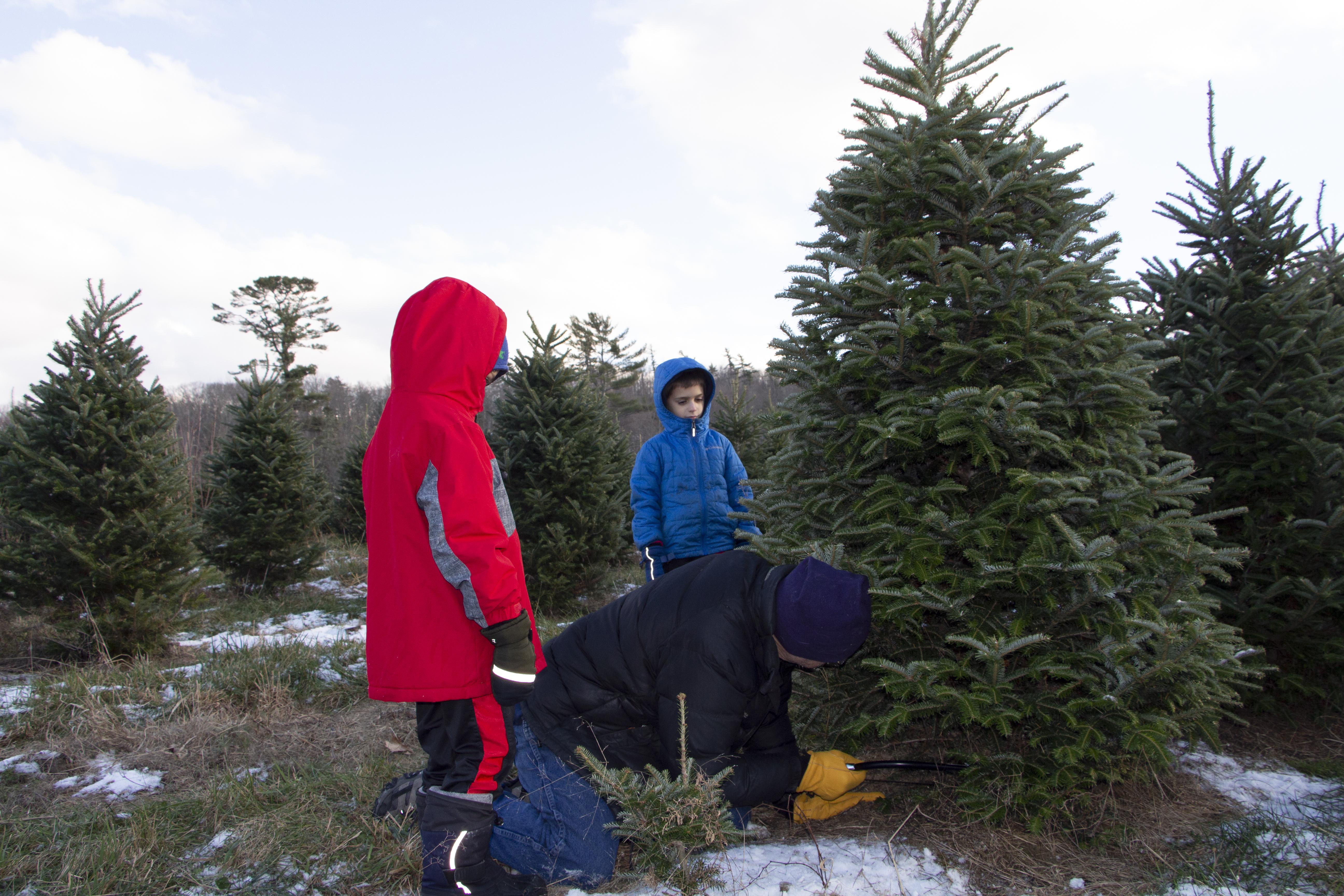 Two children look on as an adult cuts down a Christmas tree