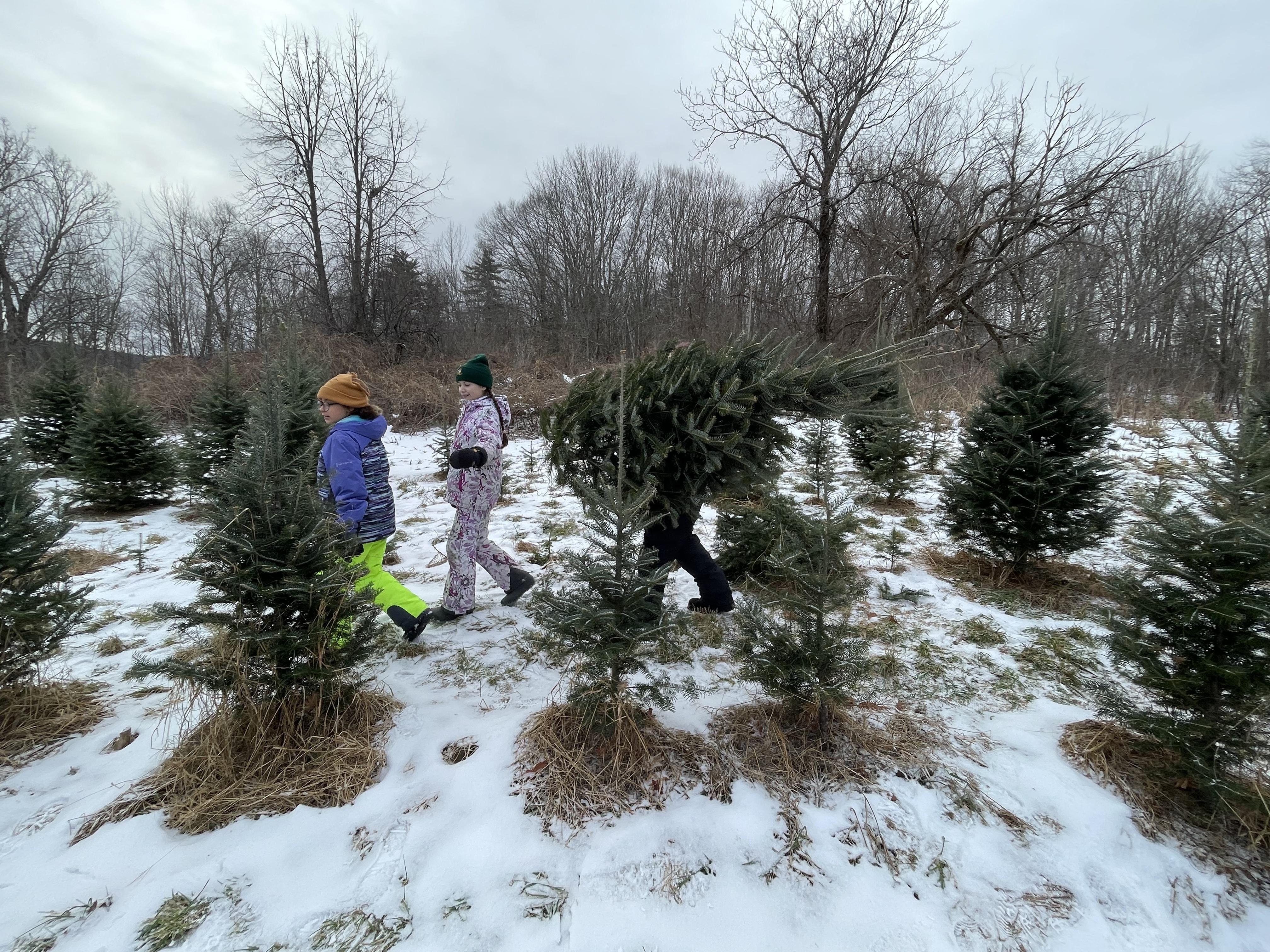 Three children carry a Christmas tree through a tree field. 