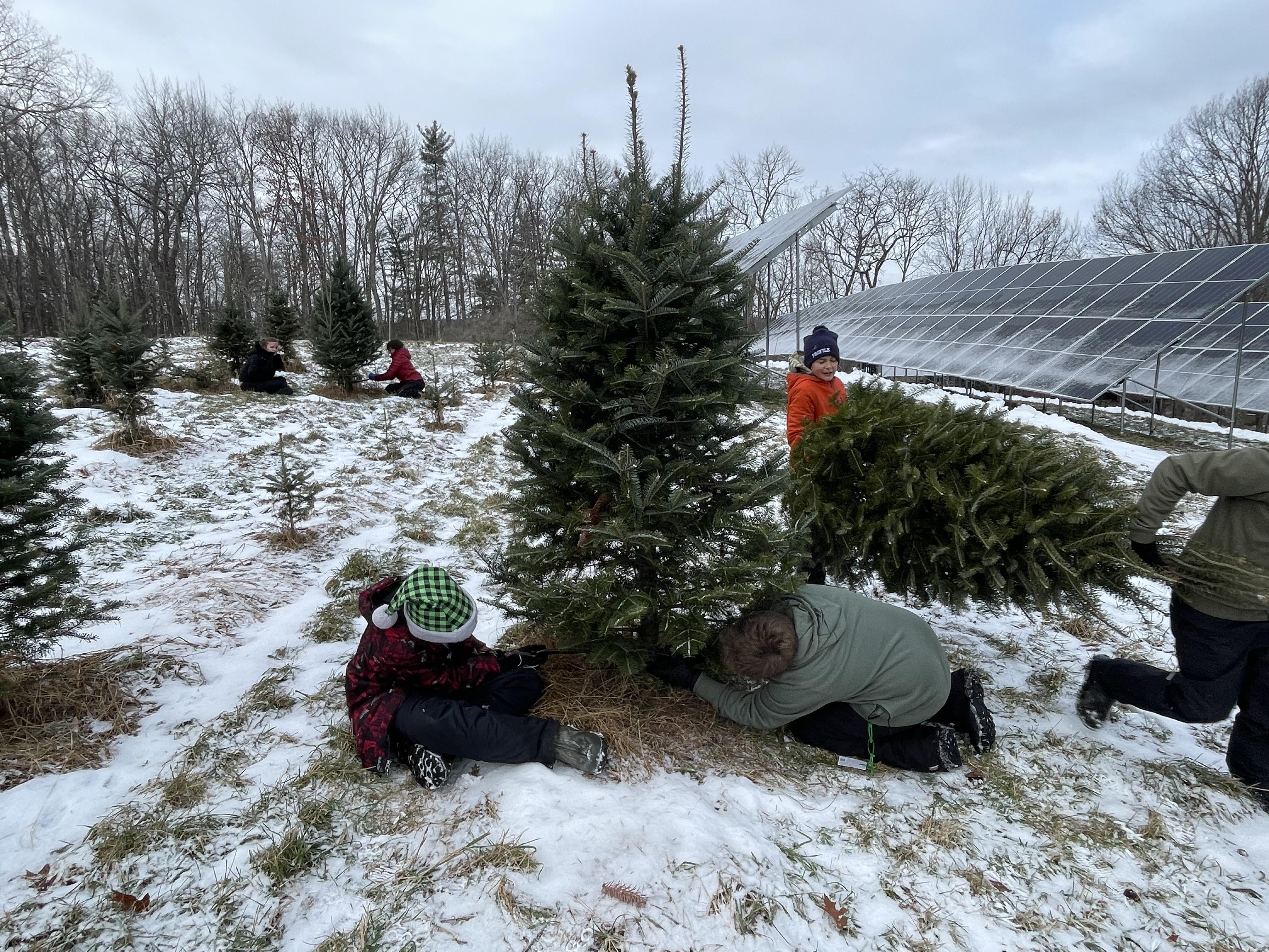 Two children in a snowy field work together to cut down a Christmas tree