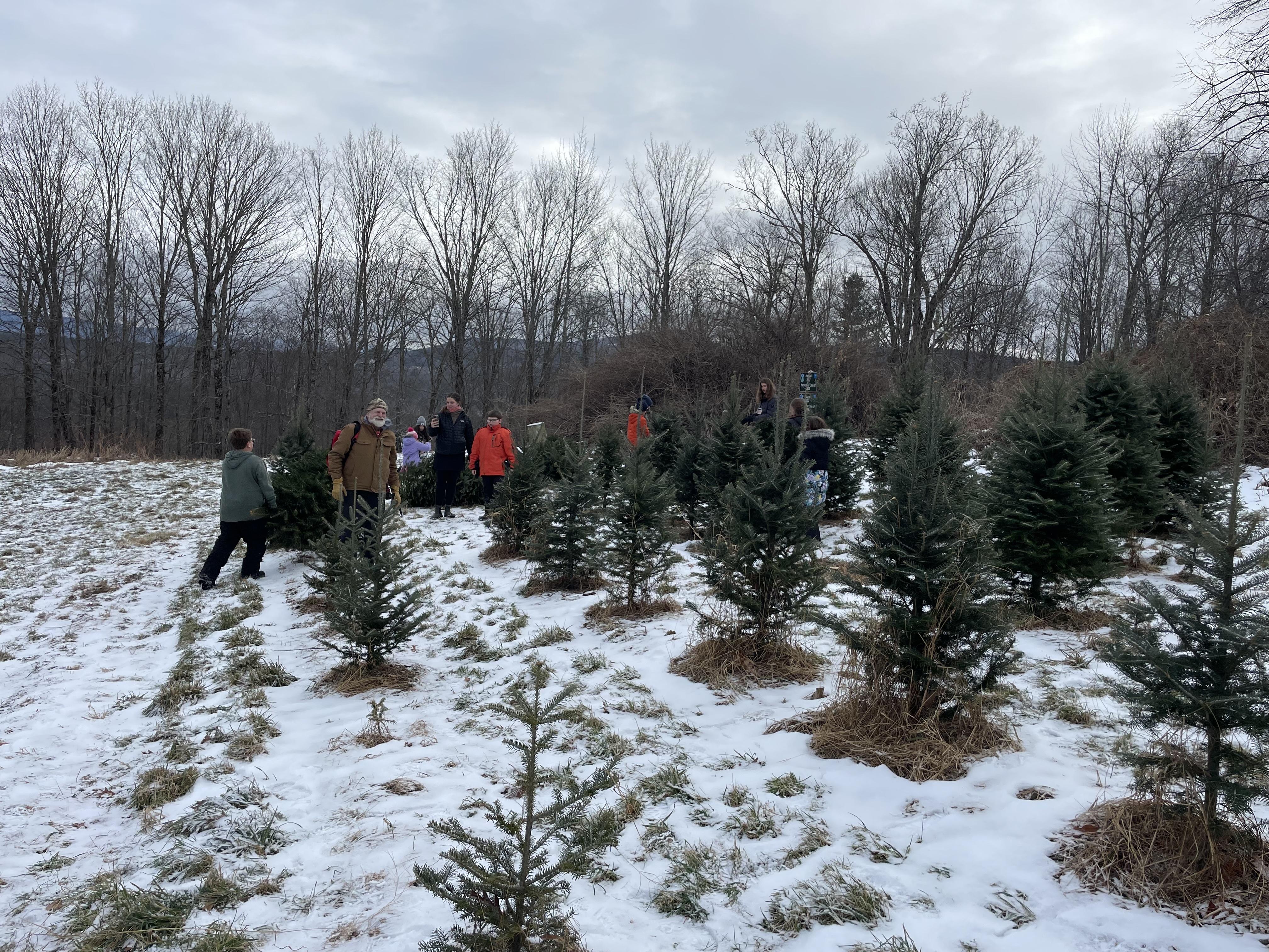 A group of school children stand at the far end of a Christmas tree farm field. 