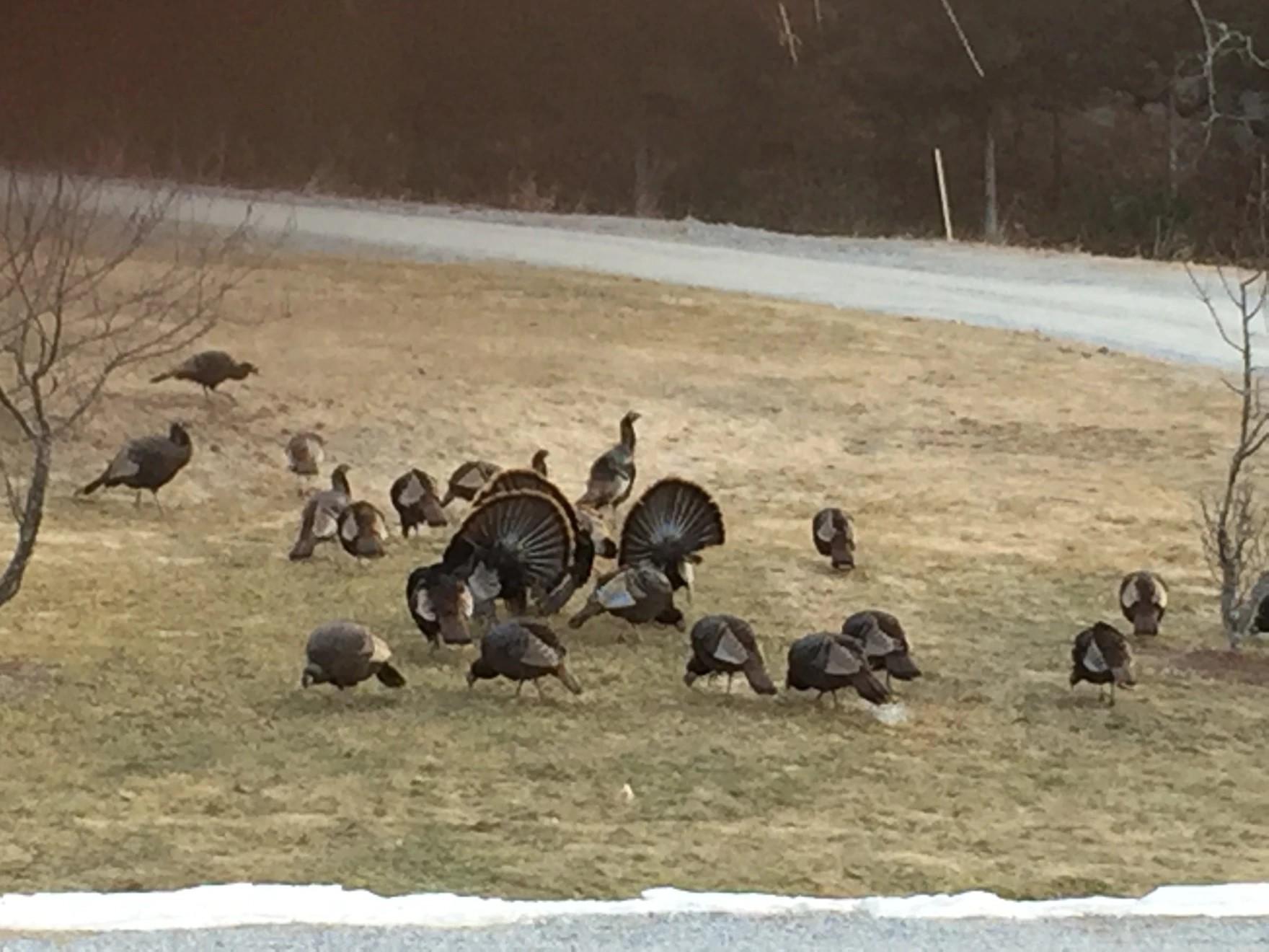 Flock of wild turkeys on a grassy lawn 