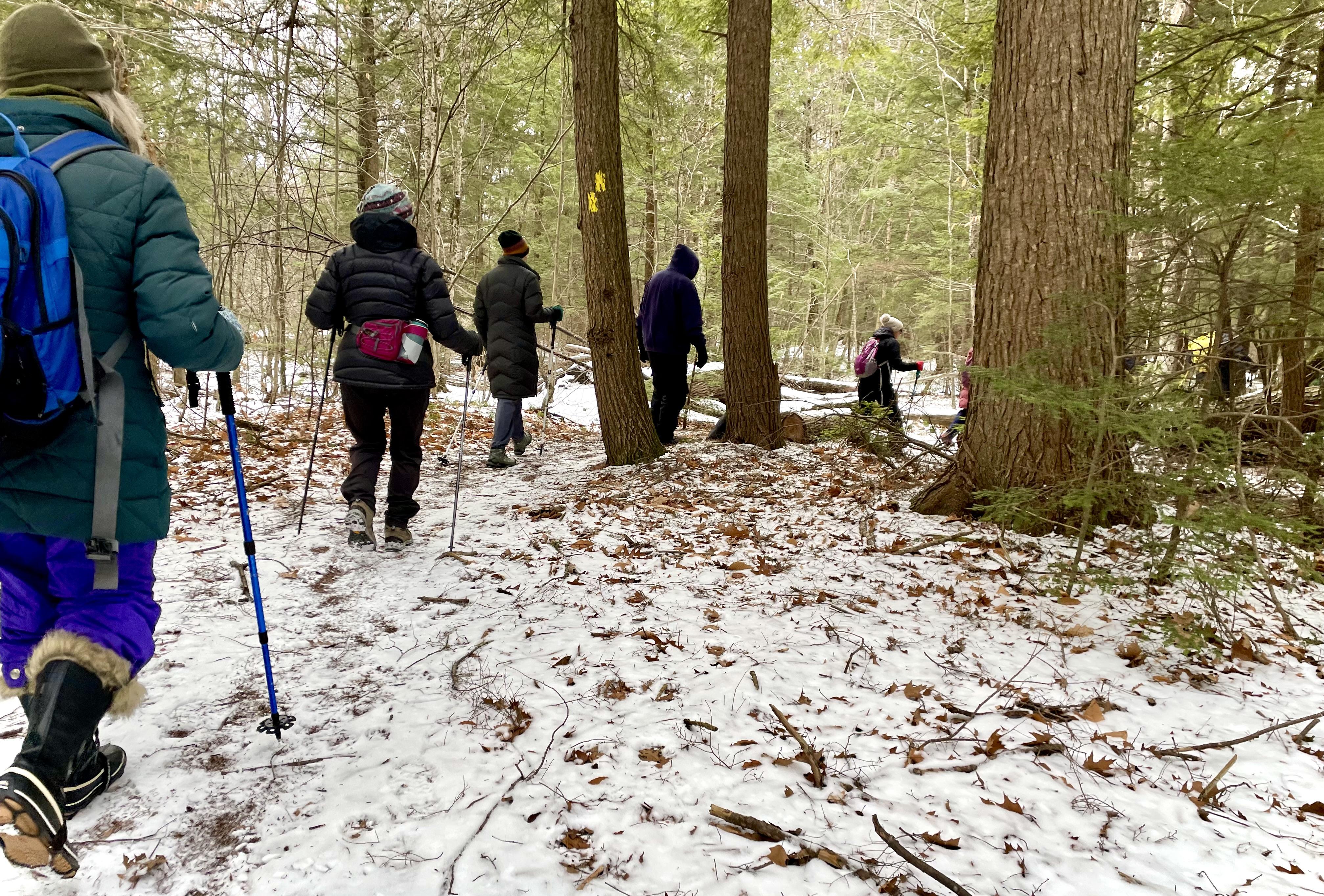 A line of people hike through a forest