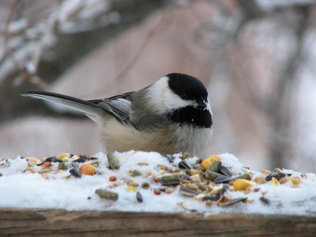 Black capped chicakdee eats seed on a snow covered windowsill