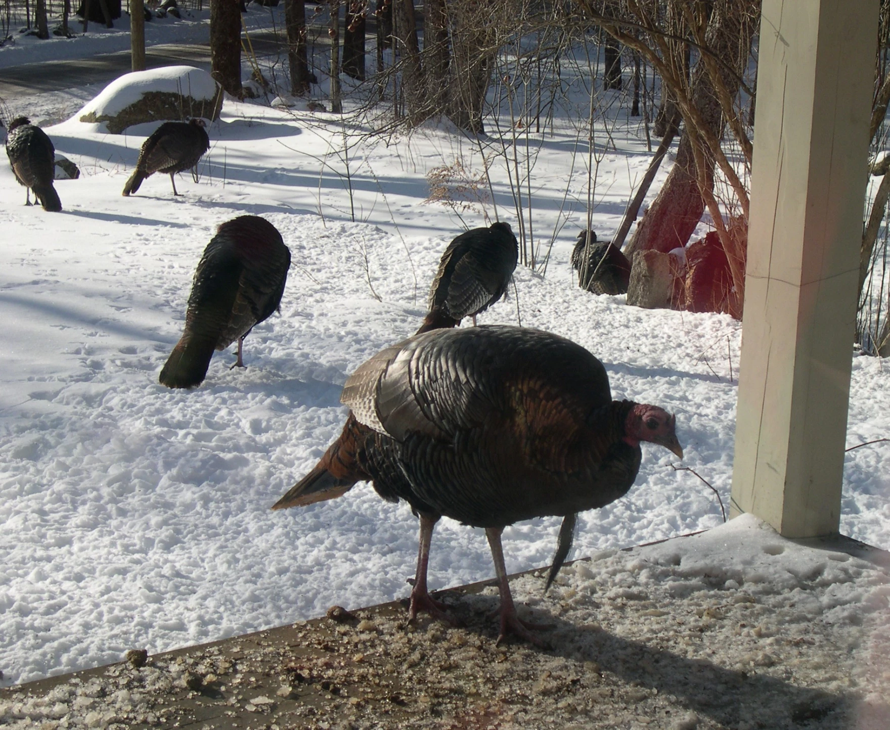 Male turkeys eating bird seed on a porch. 