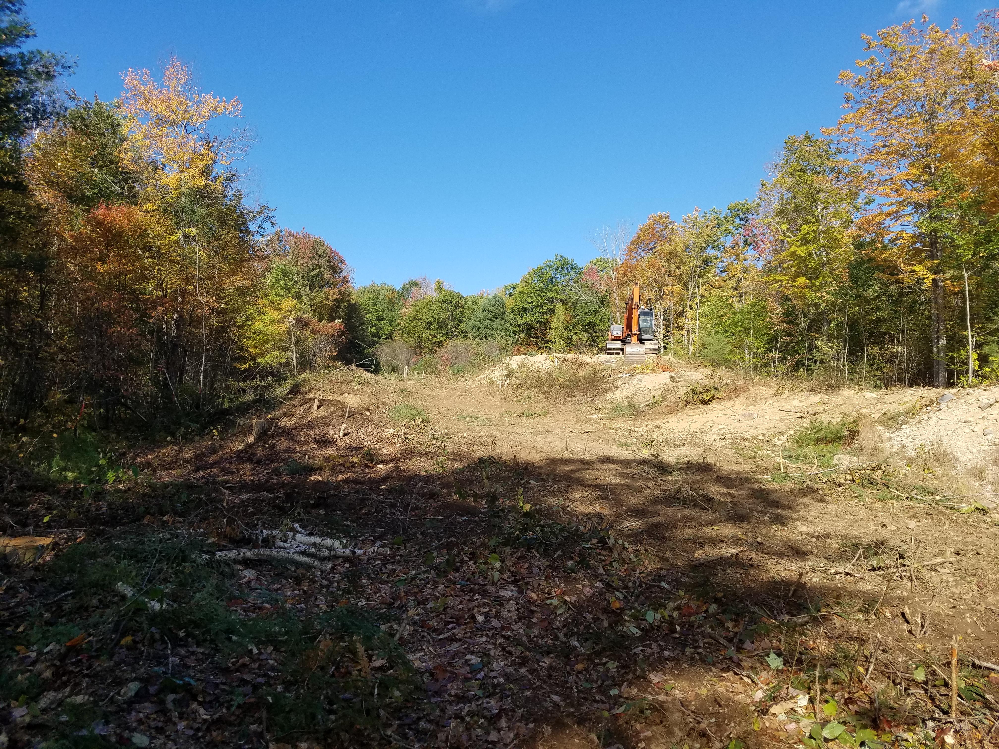 A forest in fall surrounds a sandy clearing with grassy vegetation