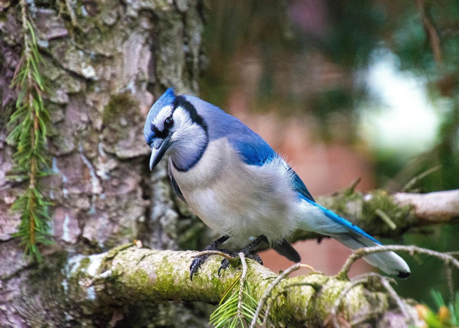 A blue jay sits on a tree branch