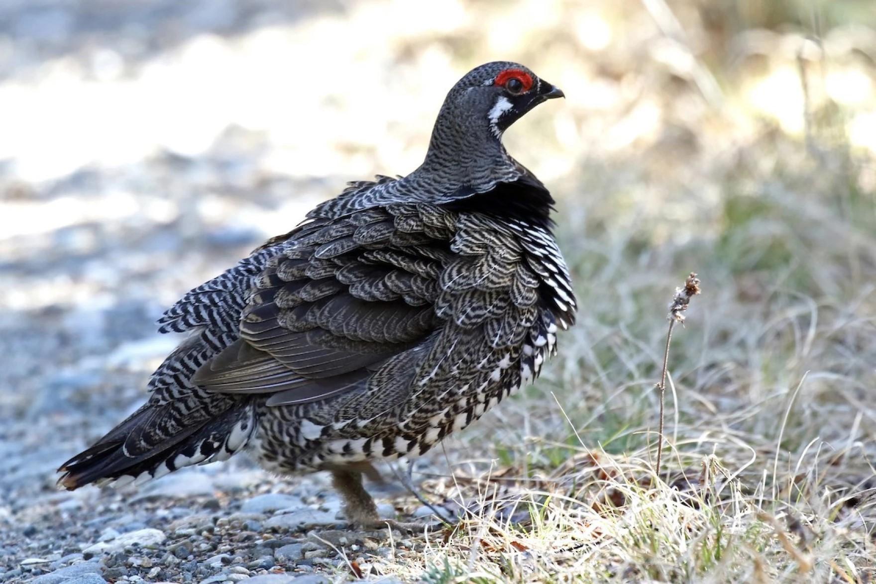 A small fowl bird walks across a gravel path.