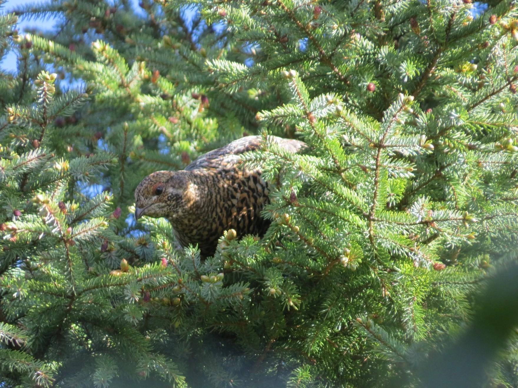 A spruce grouse sits in a spruce tree.