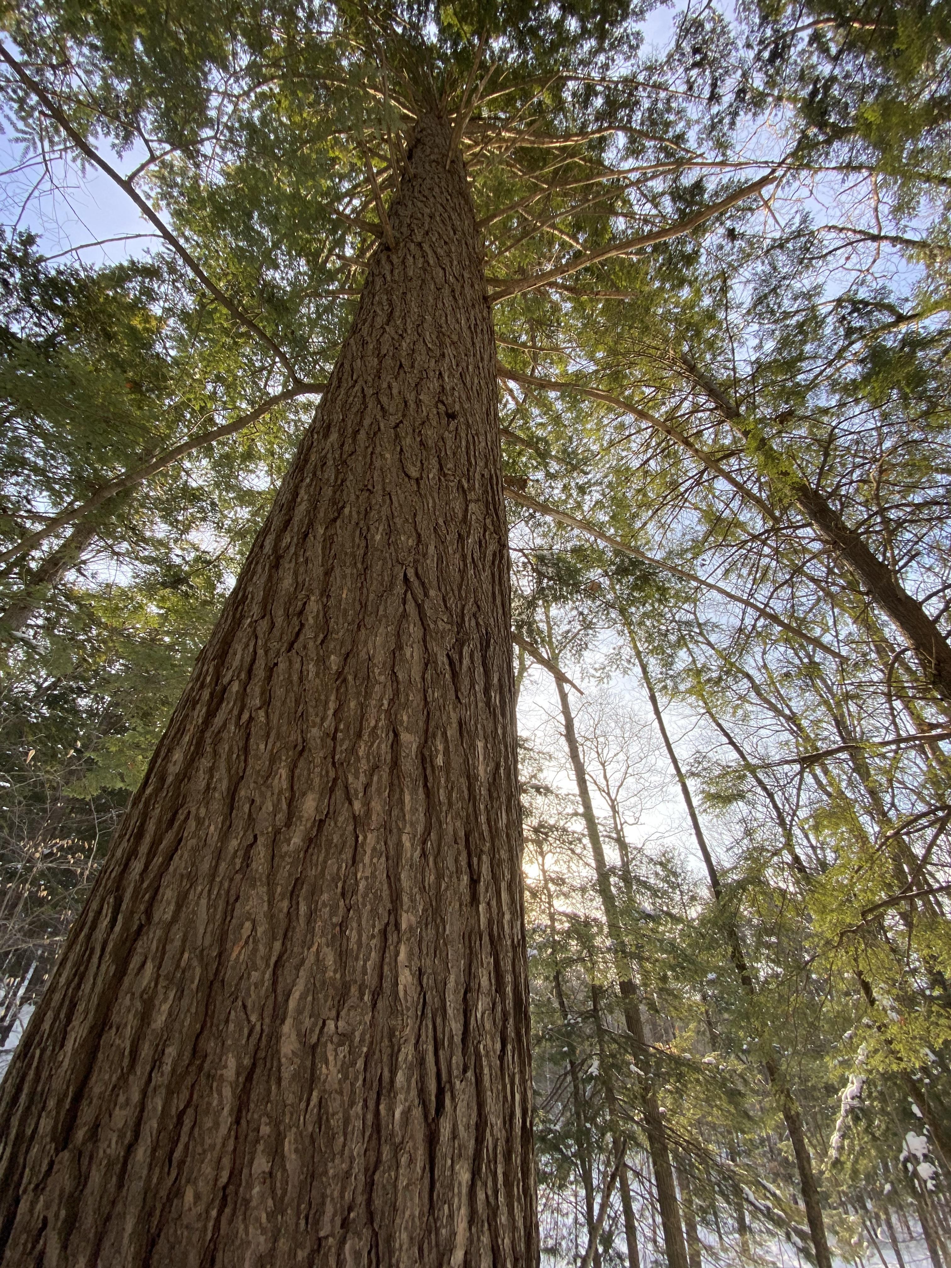 A large hemlock tree in a snowy forest at sunrise