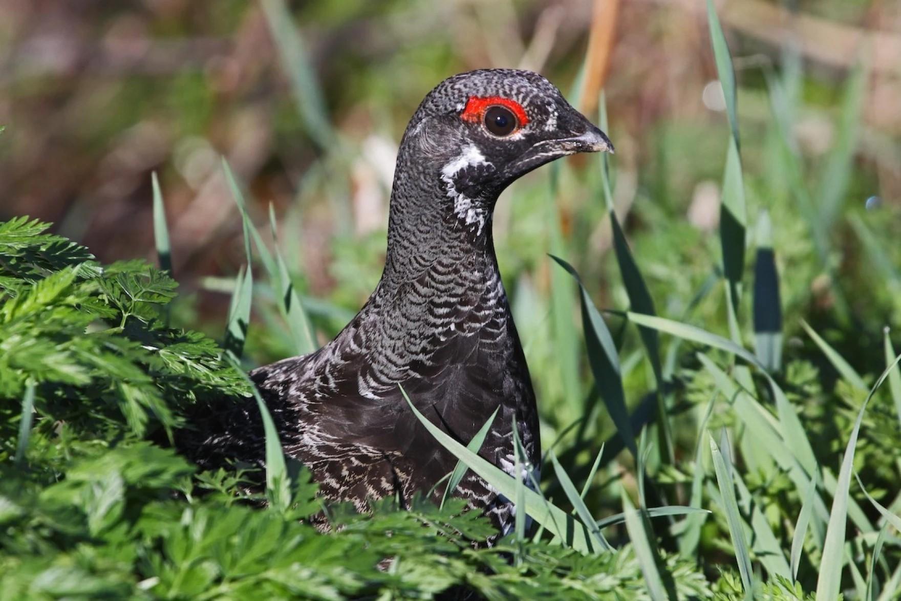 A small bird with grey feathers and a red feathered rimmed eye sits in vegetation 