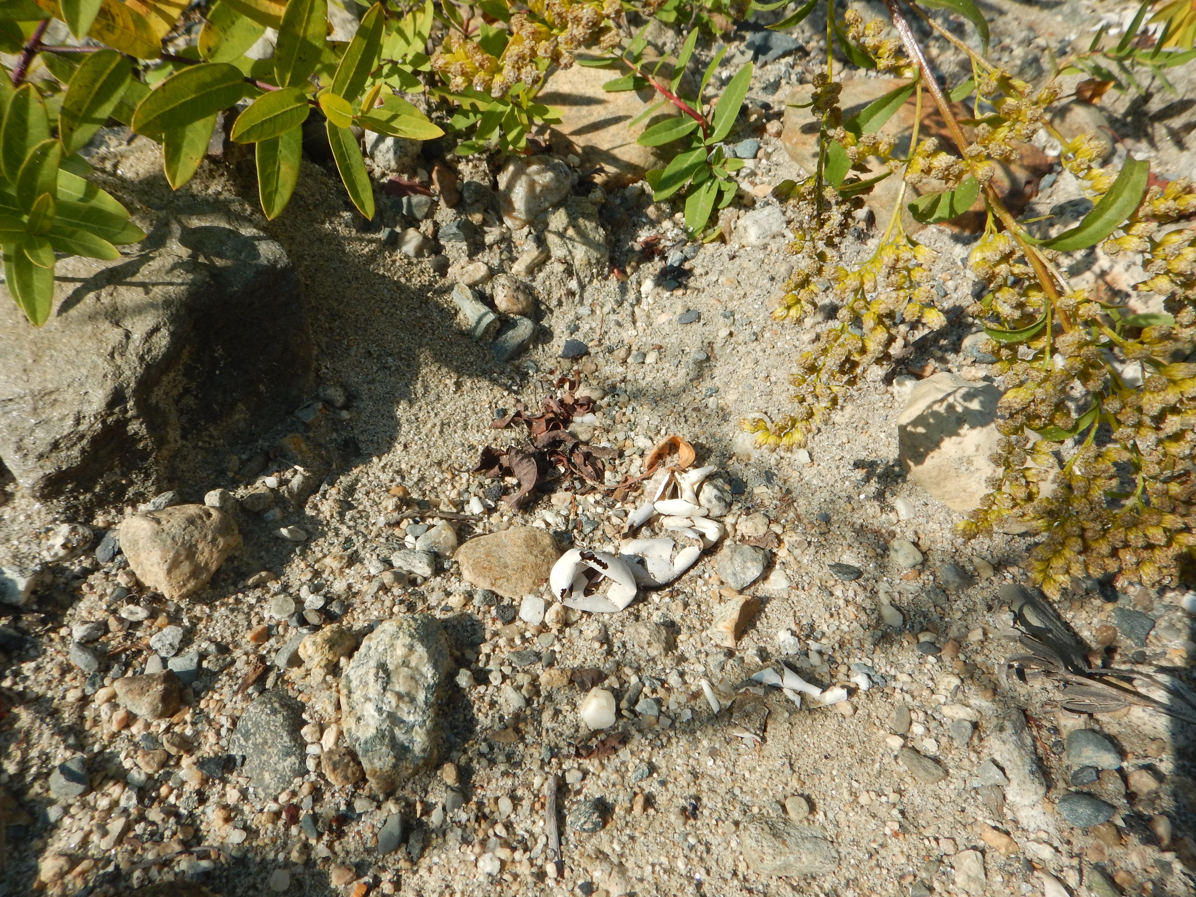 Turtle egg shell fragments on gravel and sand