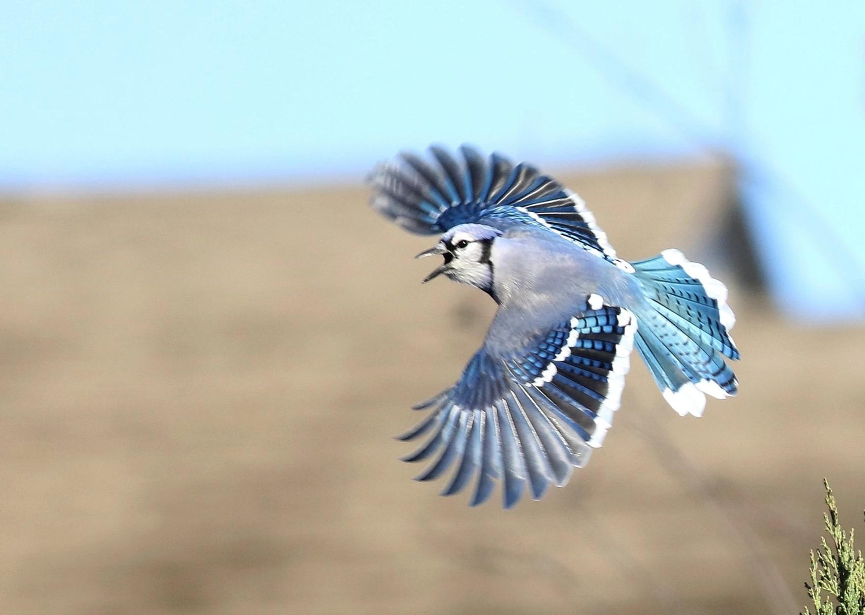 Blue jay flies with wings spread