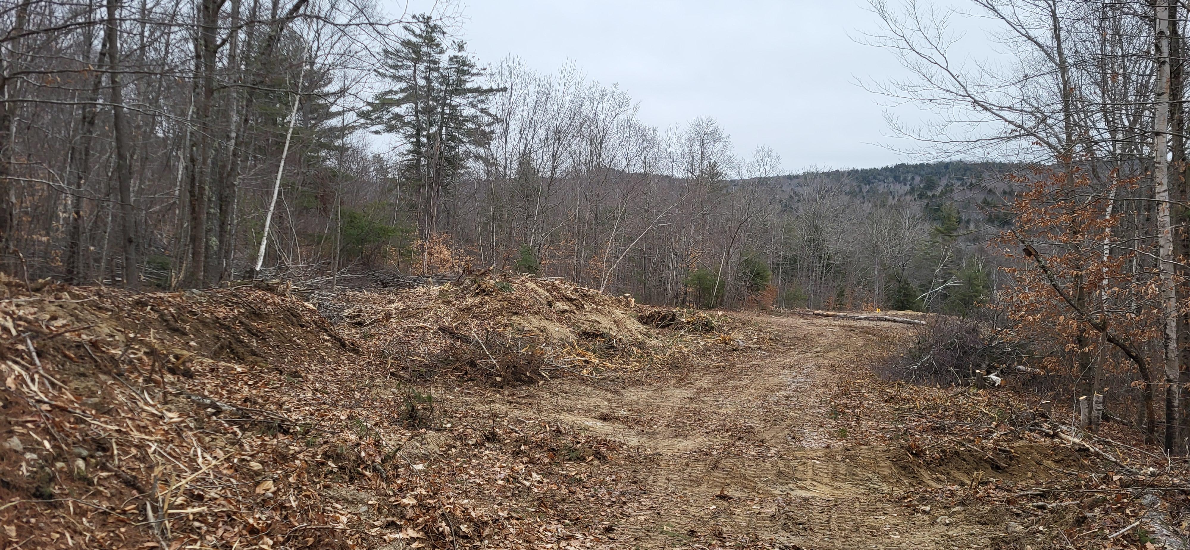 A sandy and gravel clearing in a winter forest