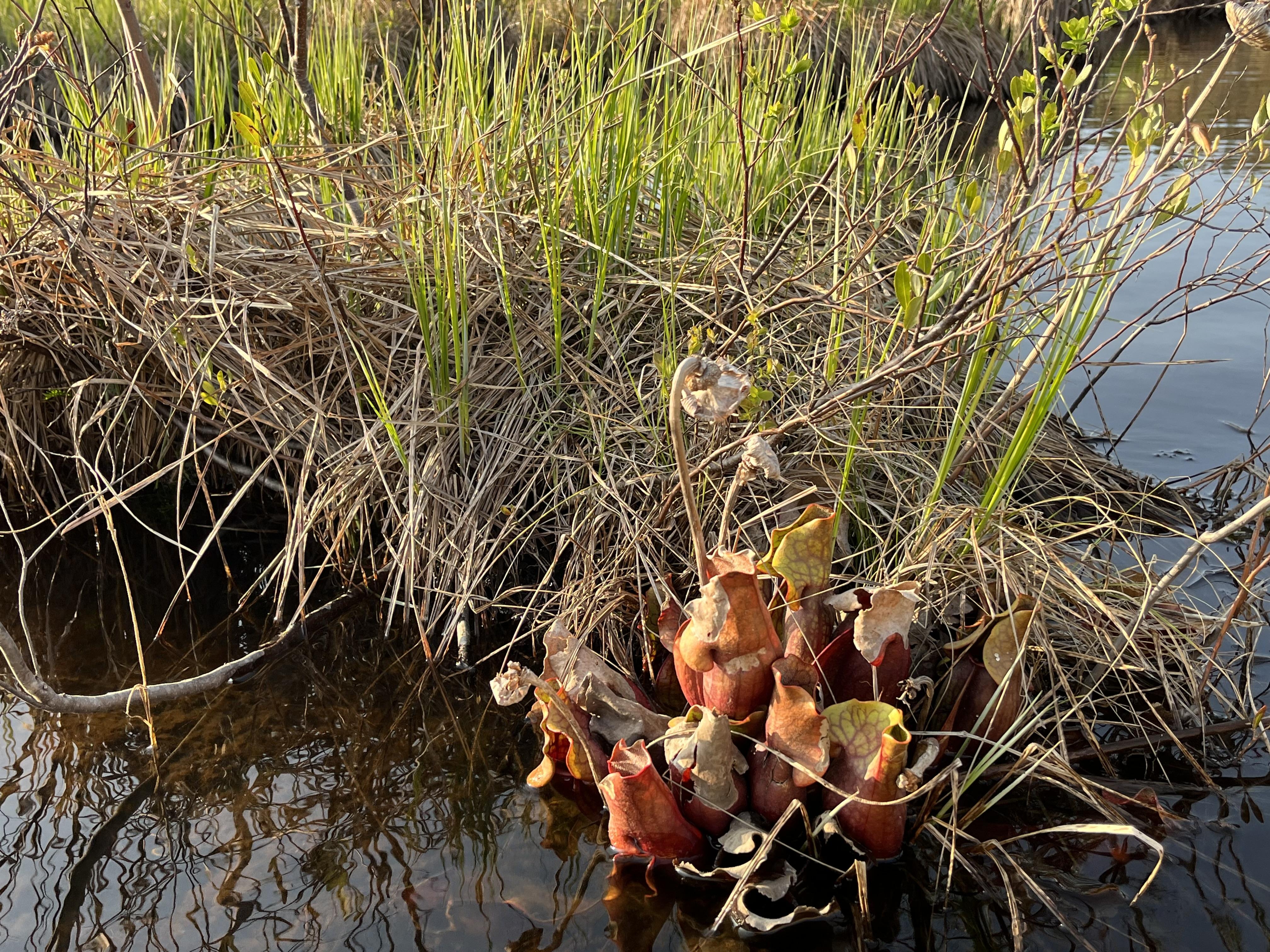 A pitcher plant grows at the edge of a clump of green grass in a wetland.