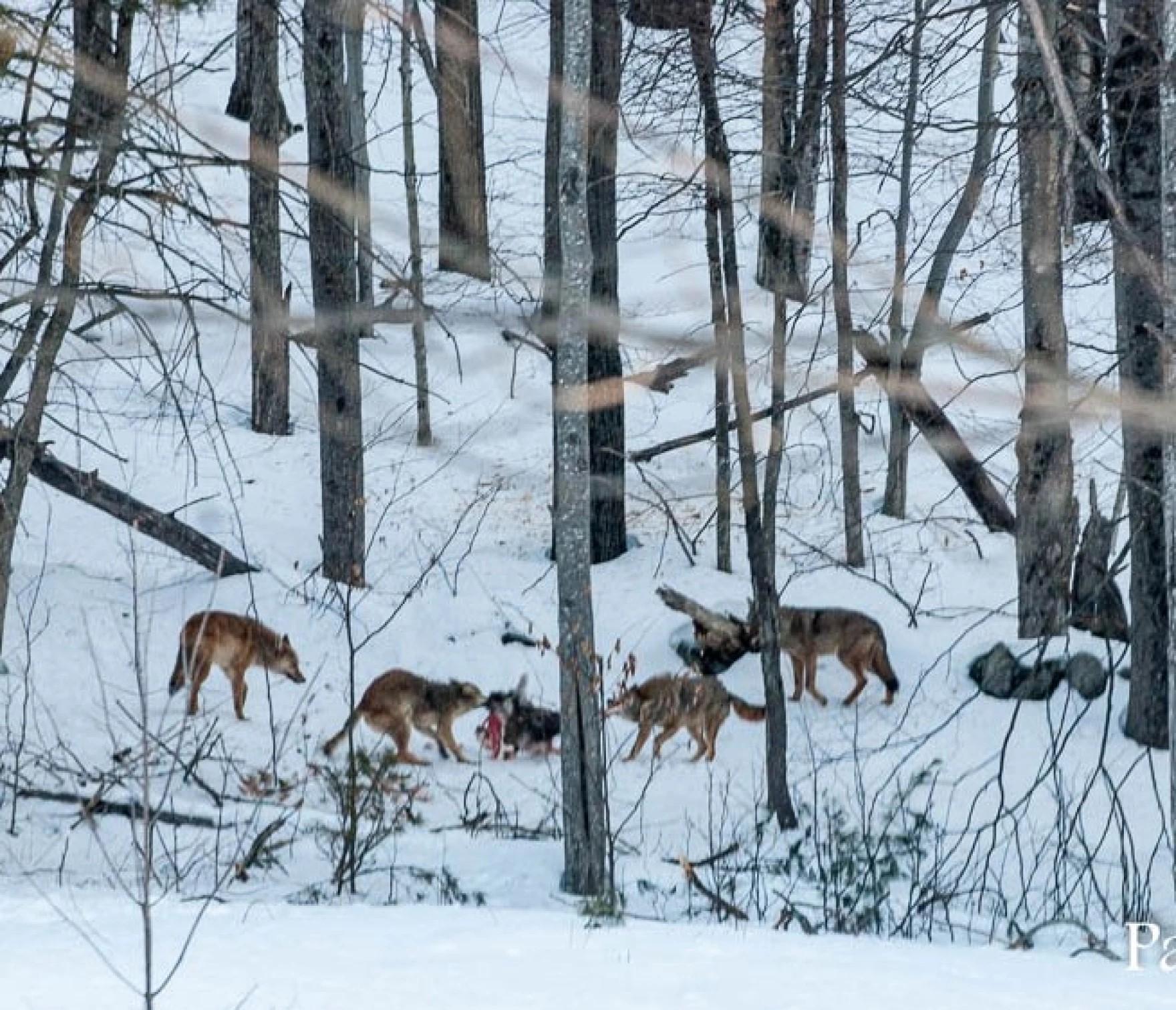 Pack of coyotes in a winter woods eat a deer carcass