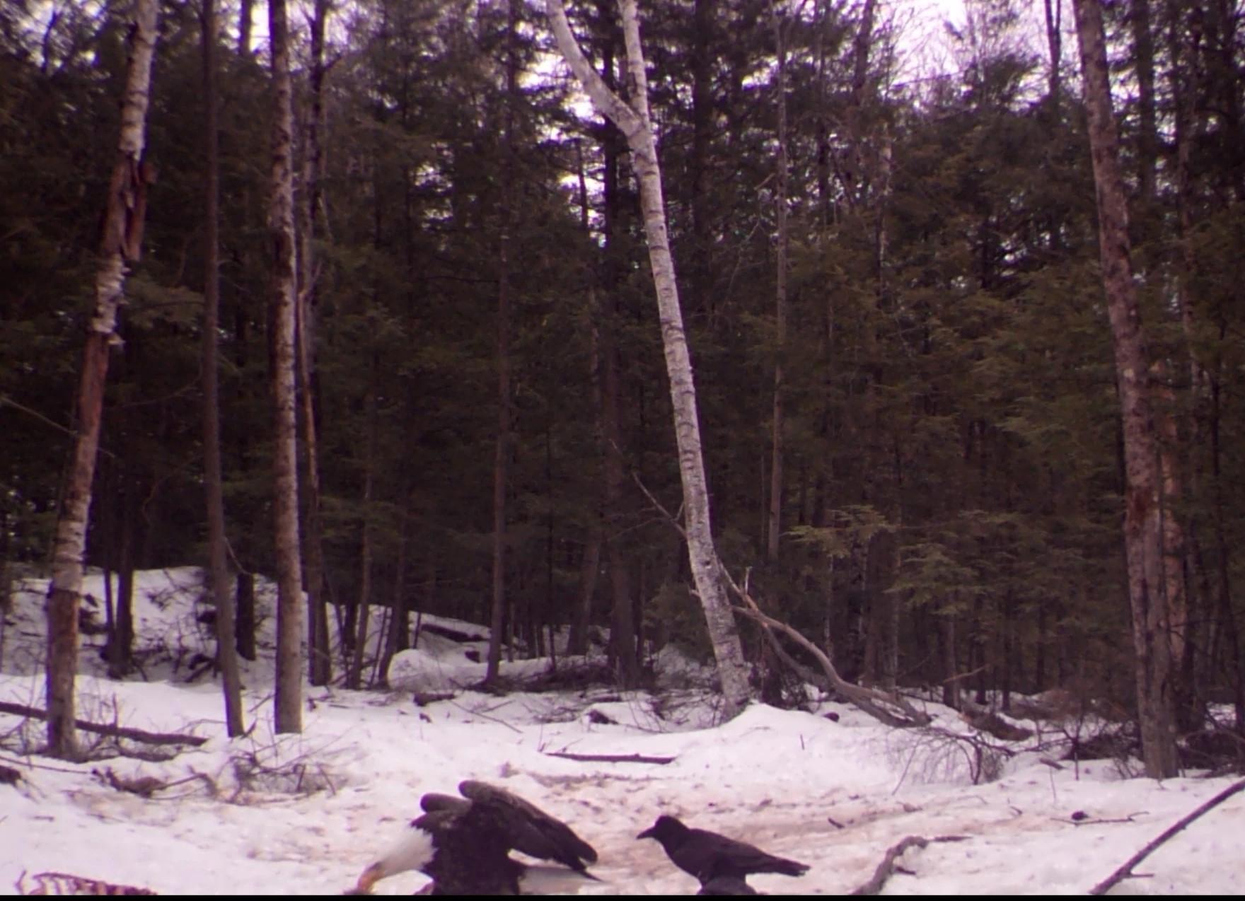 Bald eagle and raven eat a deer carcass in the winter