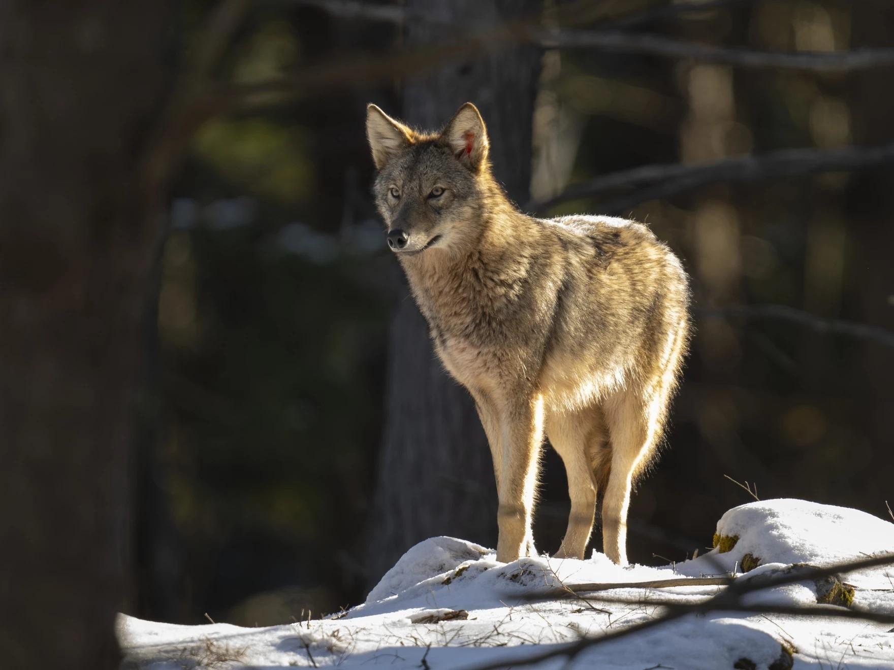 Eastern Coyote stands on a snowy hill