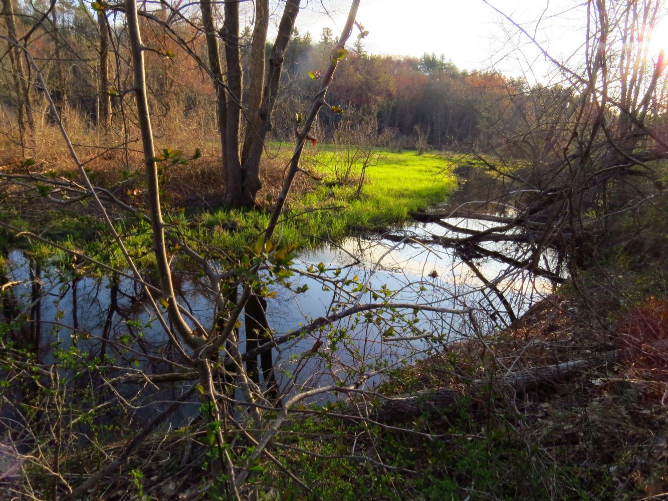 golden morning sunlight green reeds along Mill Brook wetland tributary to Merrimack River in Concord